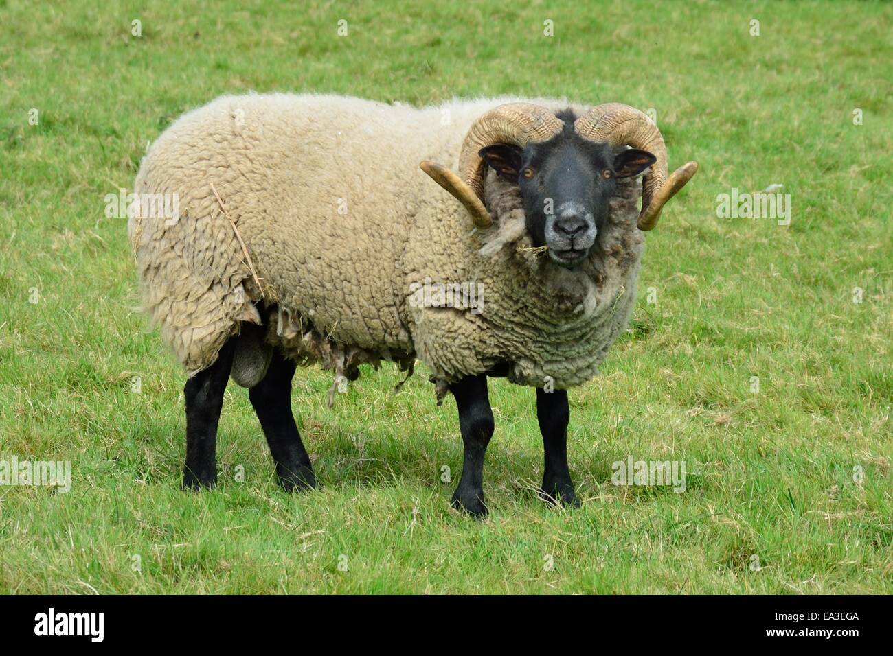 Ram in field hi-res stock photography and images - Alamy