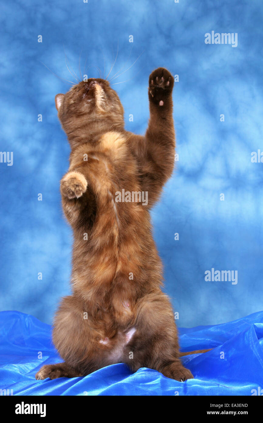 British Shorthair she-cat Stock Photo