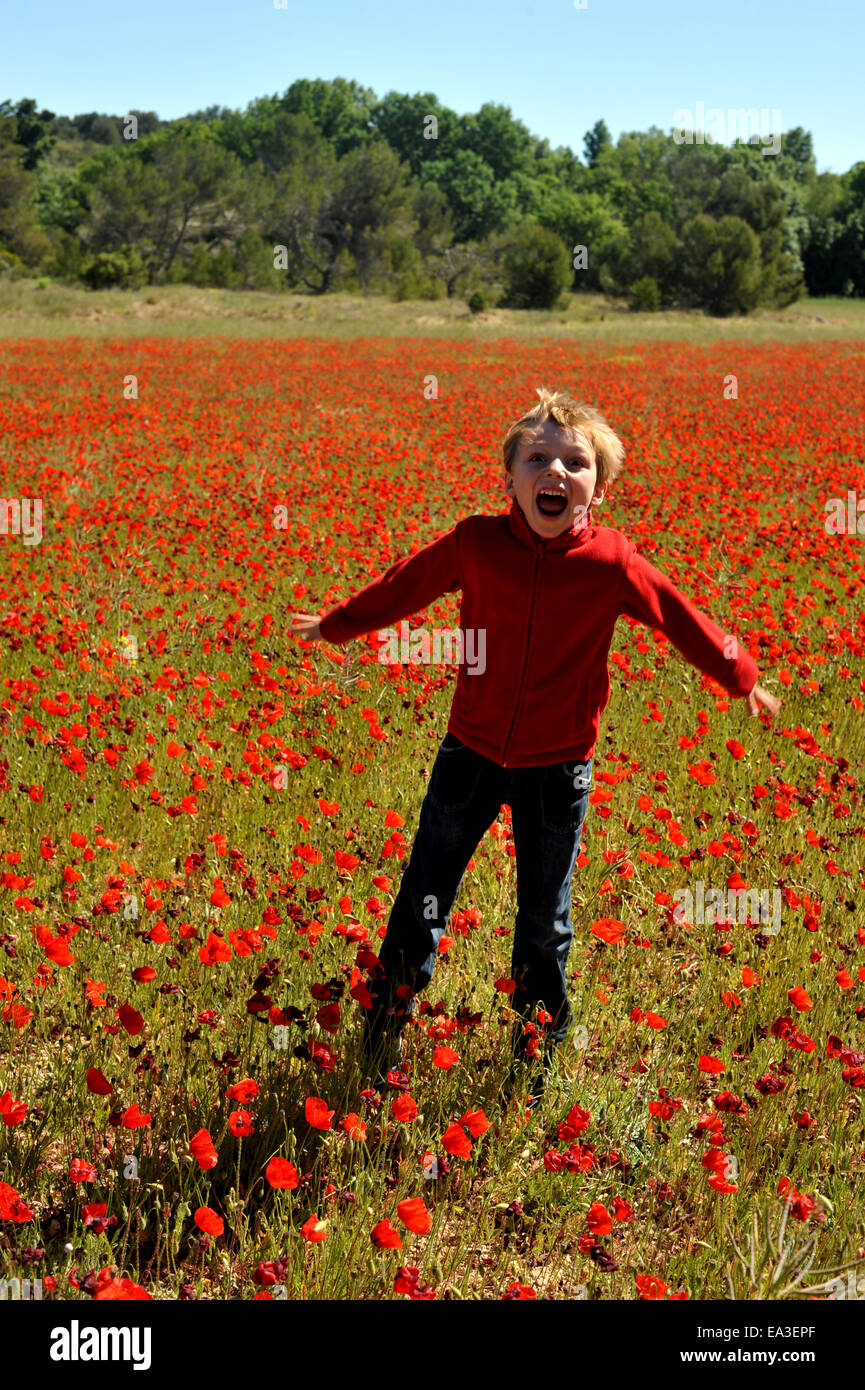 Child boy in a poppy field hi-res stock photography and images - Alamy
