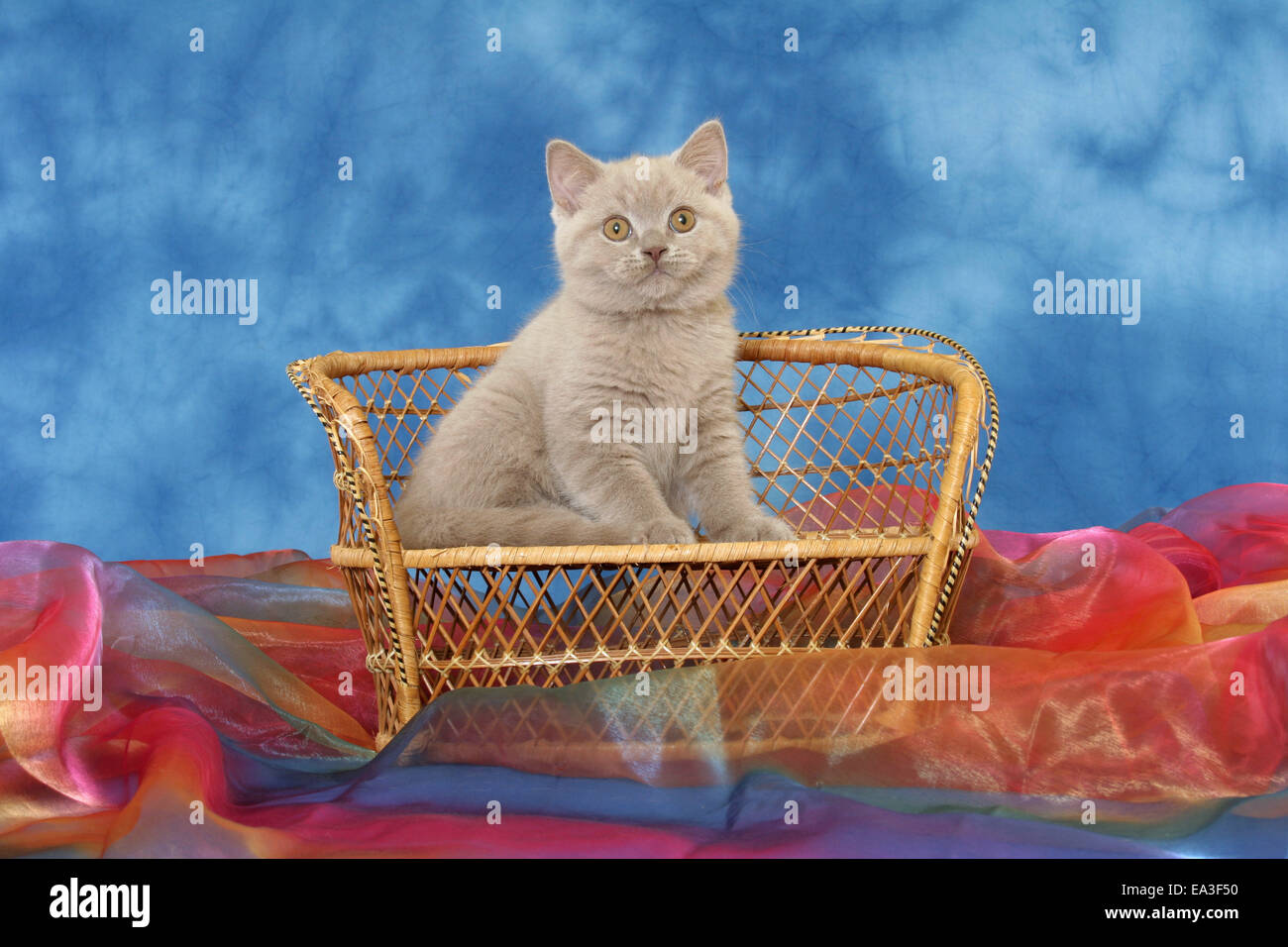 British Shorthair kitten on bench Stock Photo