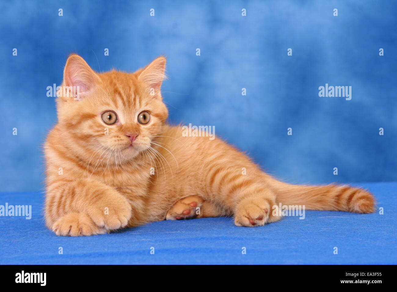 lying British Shorthair kitten Stock Photo Alamy