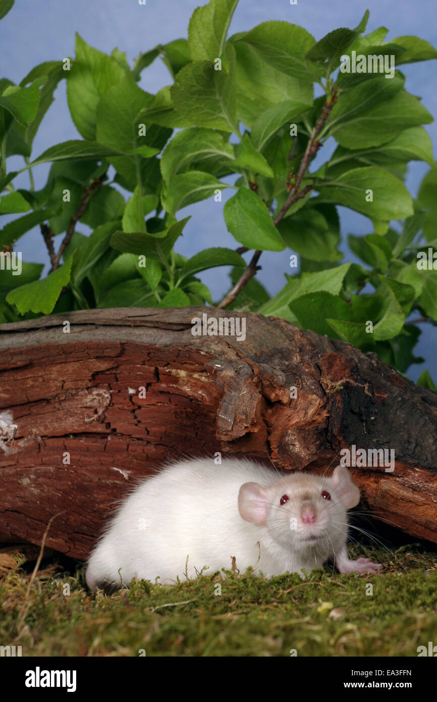 rat Stock Photo