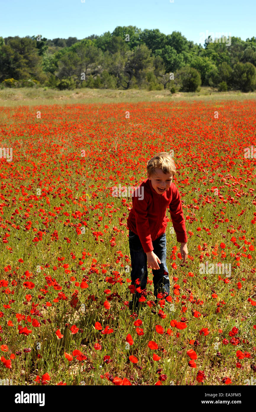 Poppy Field In Spring Stock Photo - Alamy