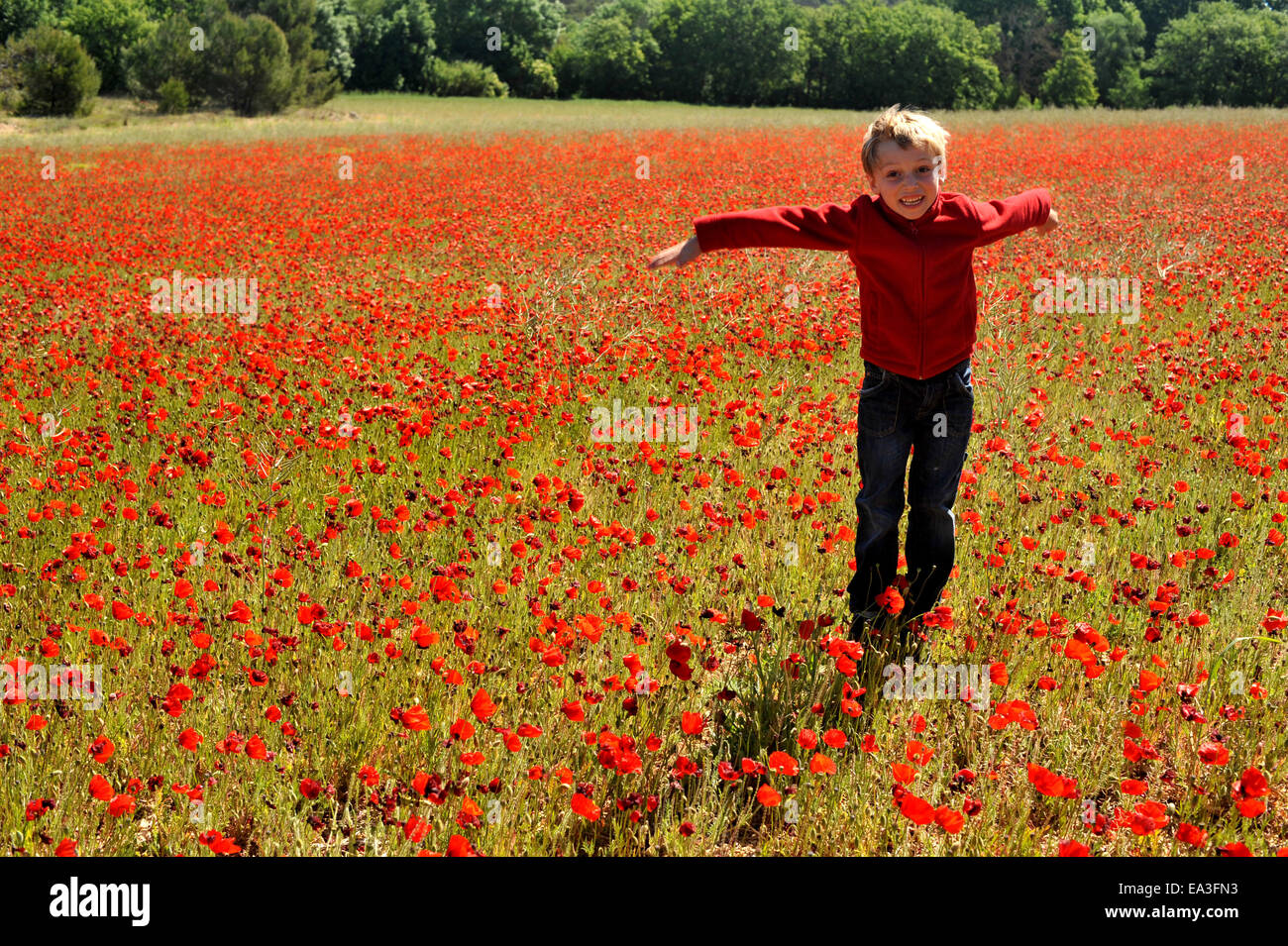 Poppy Field In Spring Stock Photo - Alamy