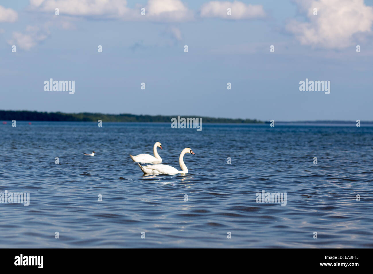 Where is the White Lake in Belarus Where is the White Lake in Belarus
