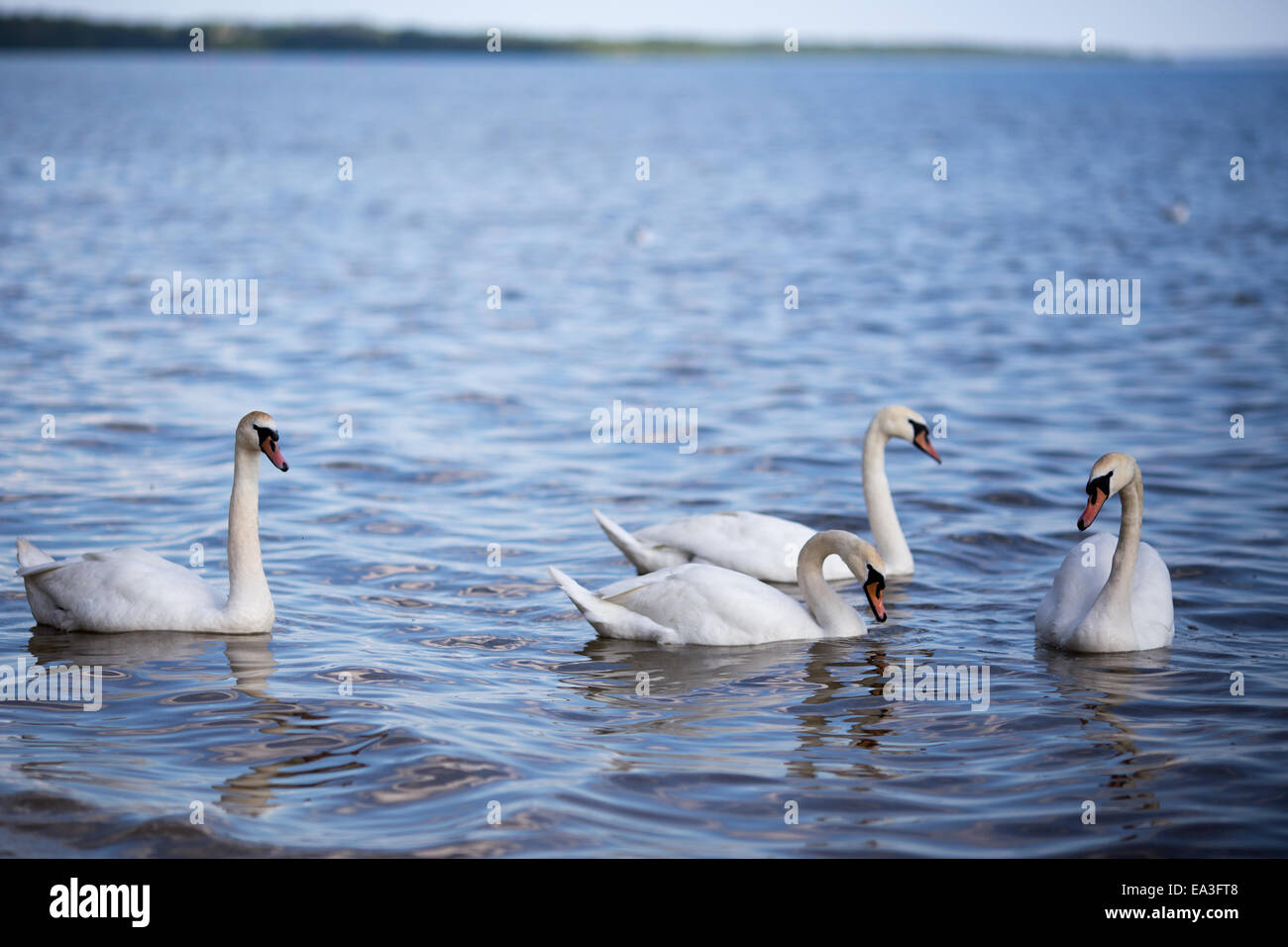 Where is the White Lake in Belarus Where is the White Lake in Belarus