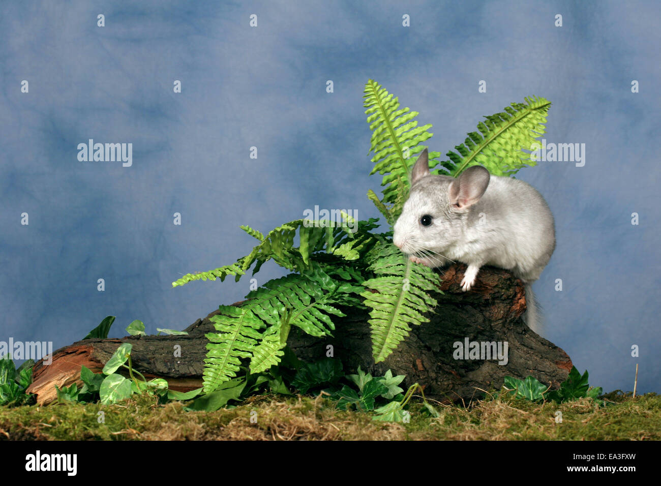 Chinchilla Stock Photo