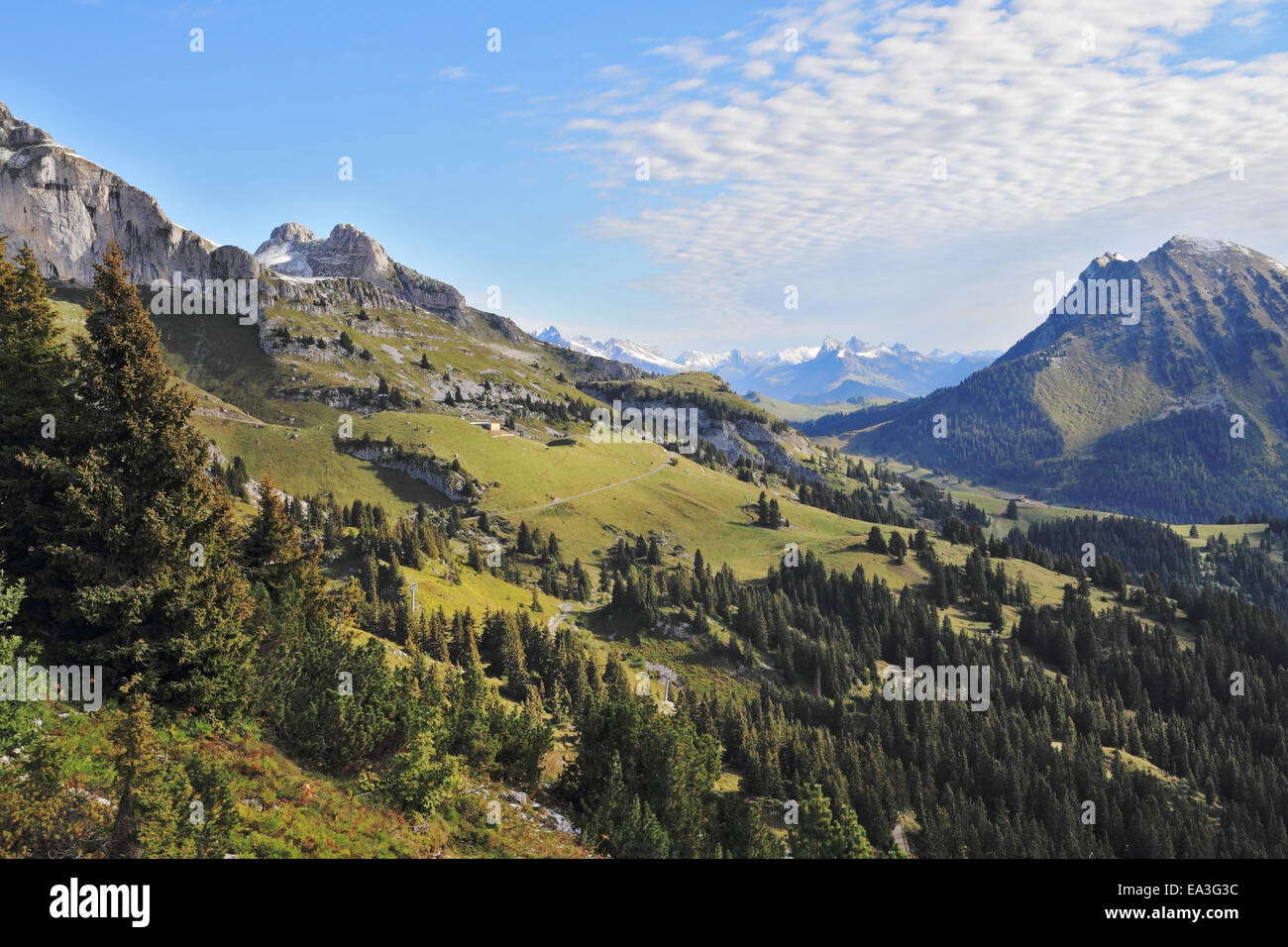 Green meadows and pine forests Stock Photo