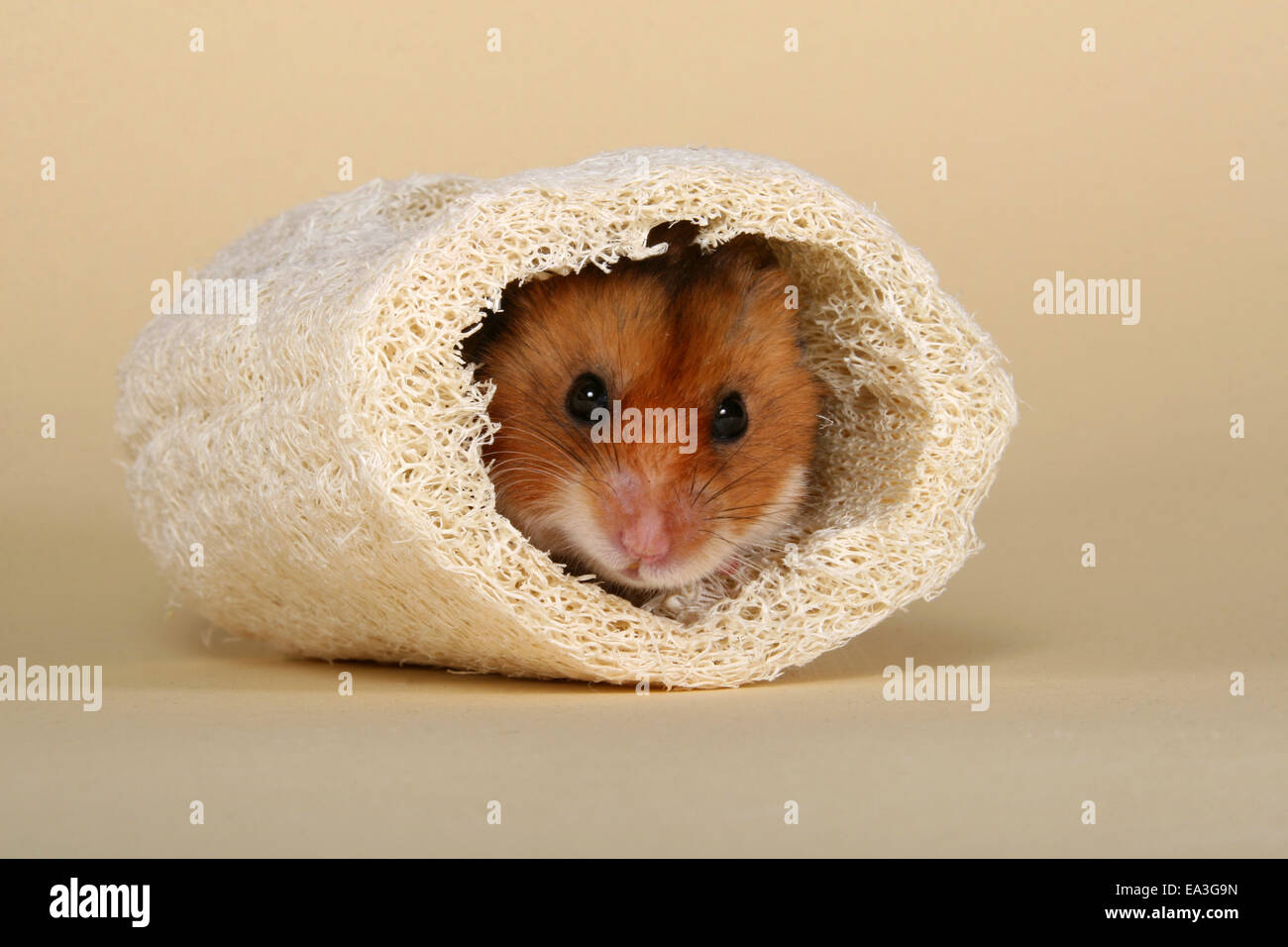 Illustration of Quaint Hamster Hiding Spots