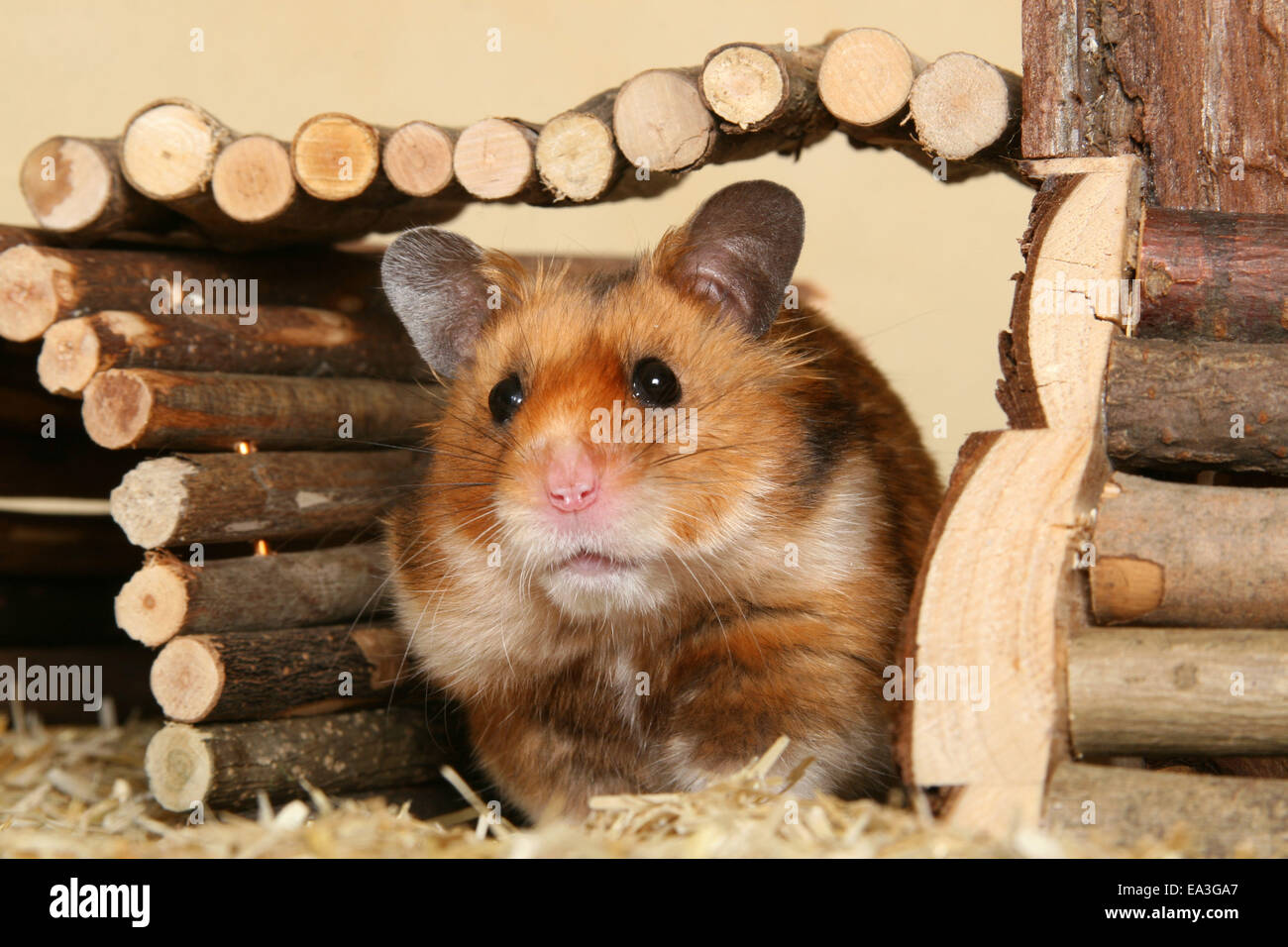 Blue Streak Hamsters - ABOUT THE SYRIAN HAMSTER The Syrian Hamster