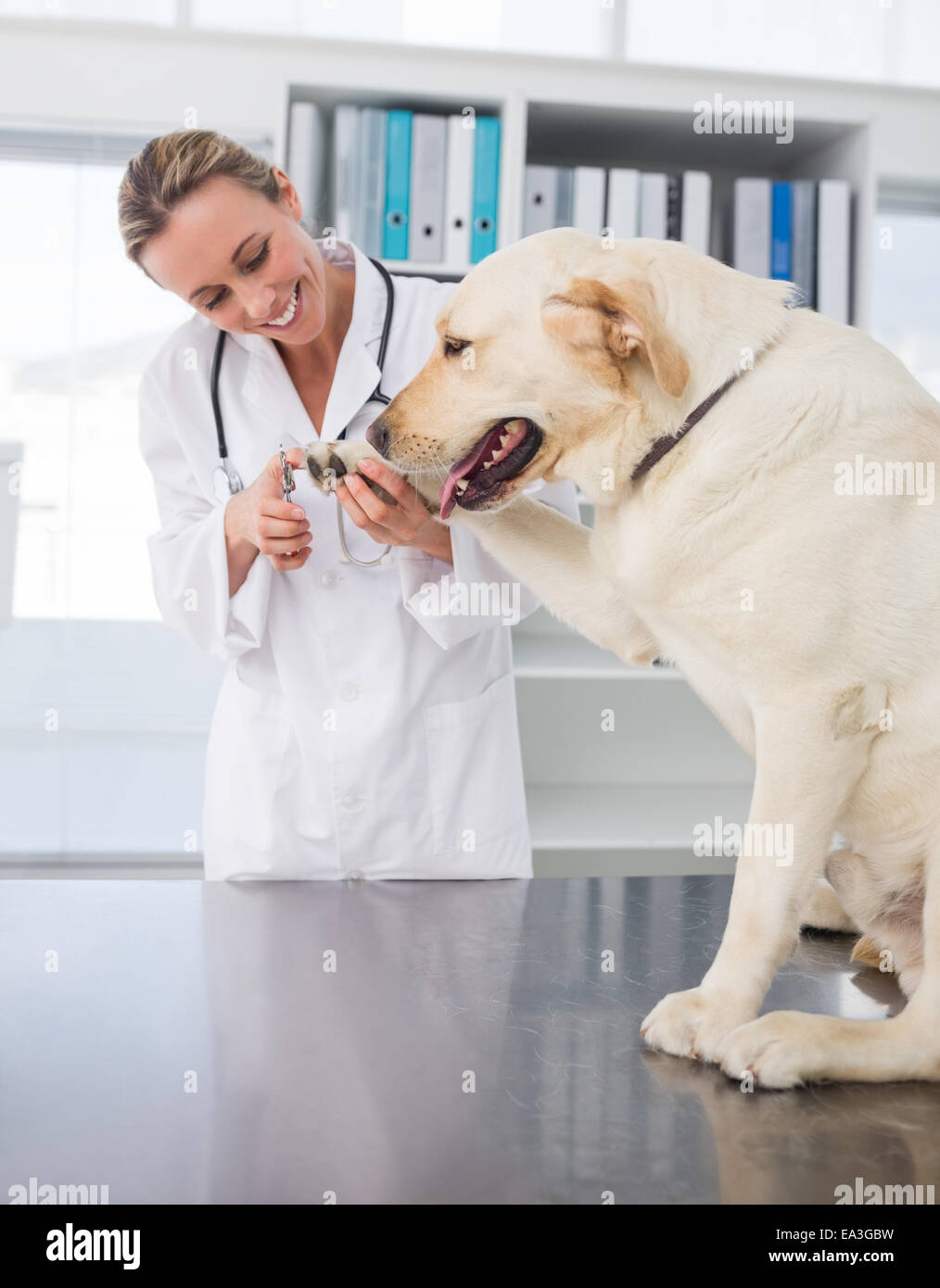 Dog getting claws trimmed by vet Stock Photo Alamy