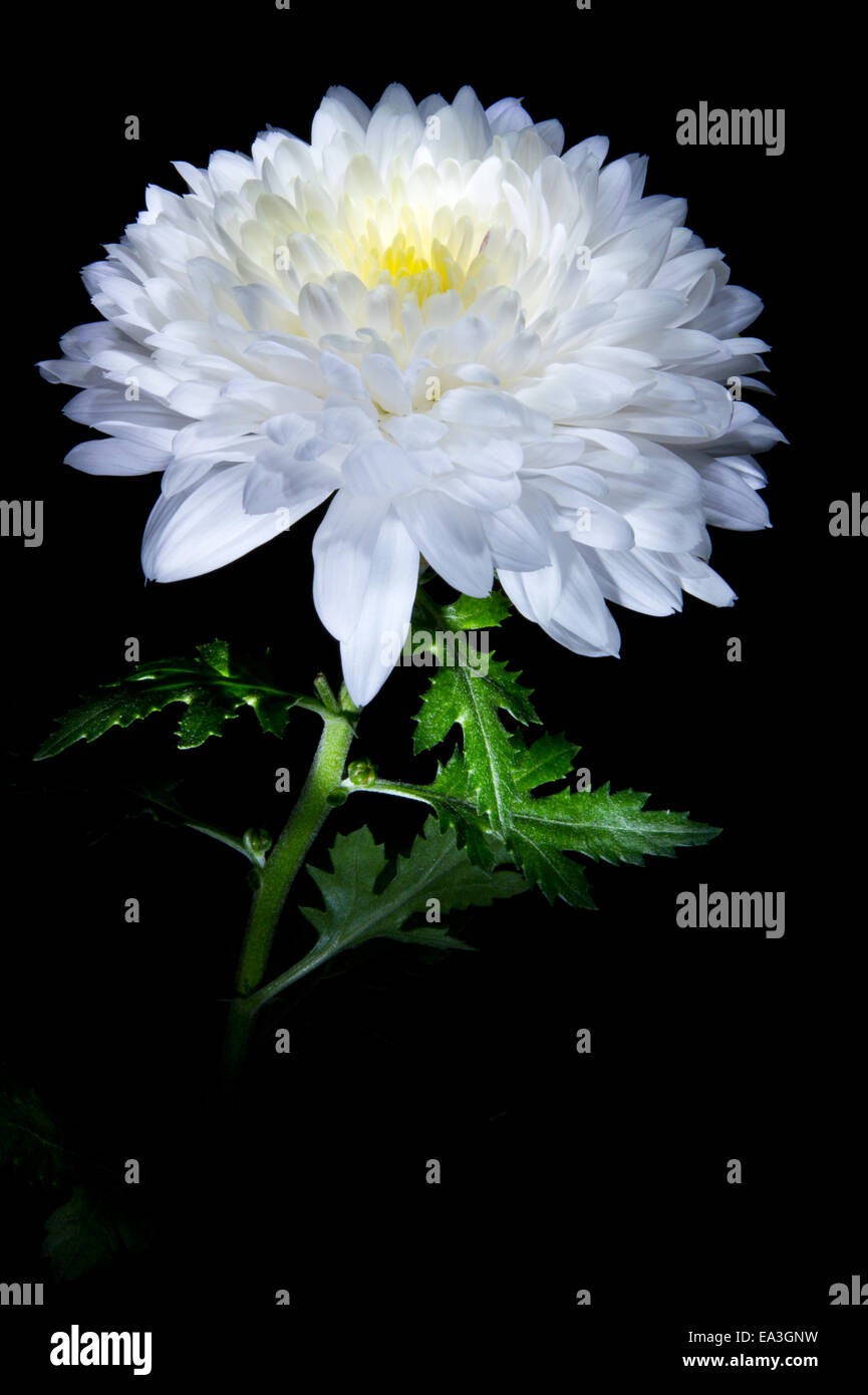 Button chrysanthemum hi-res stock photography and images - Alamy