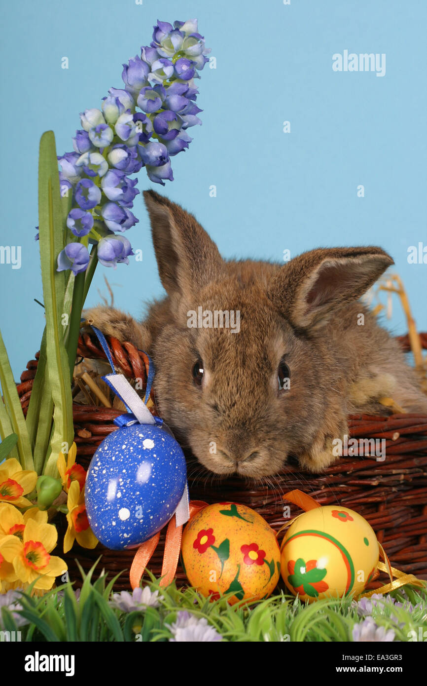 110,200+ Easter Bunny Stock Photos, Pictures & Royalty-Free Images