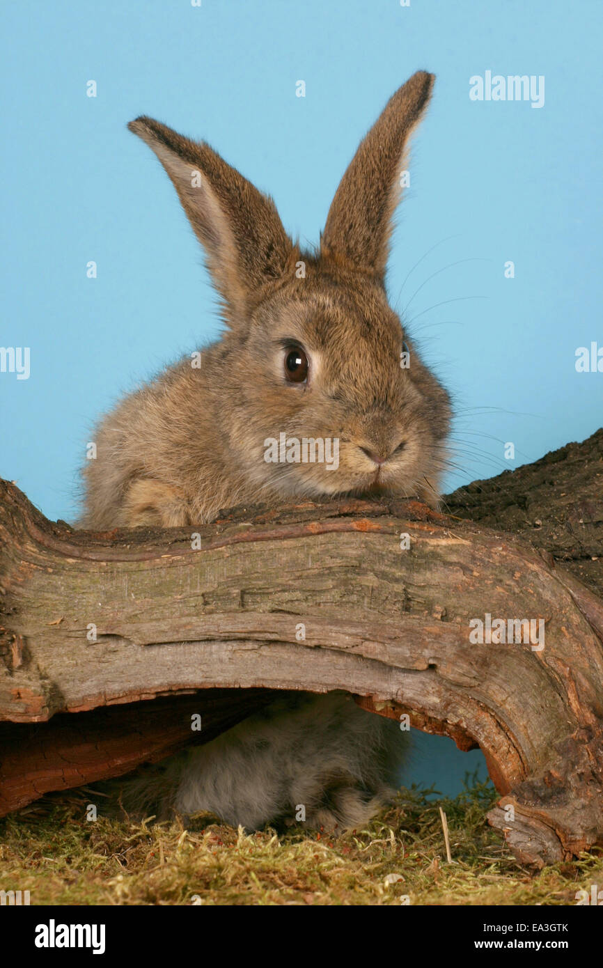 brown bunny Stock Photo