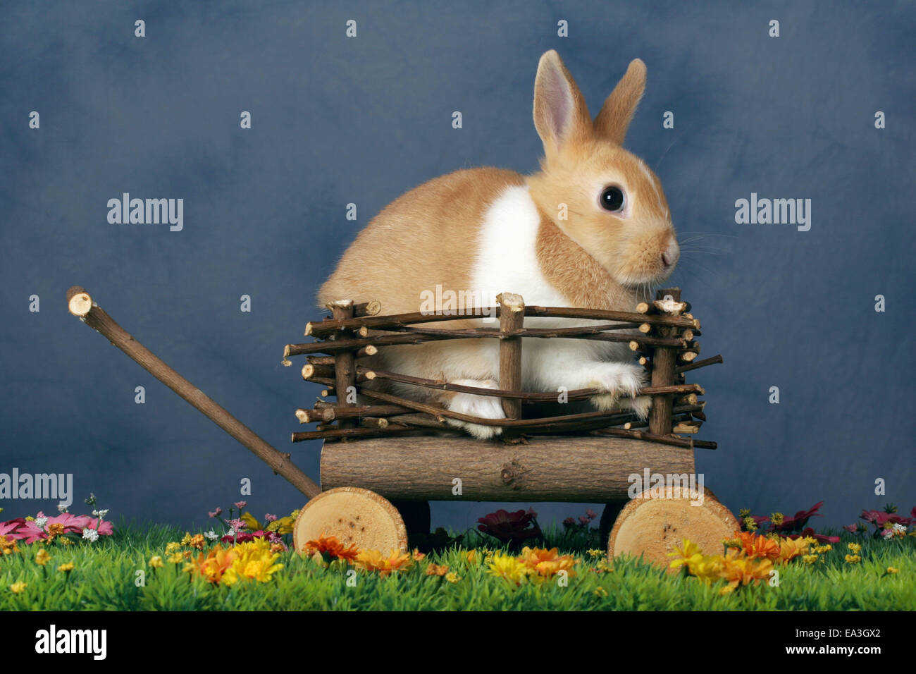 Rabbit cart hi-res stock photography and images - Alamy