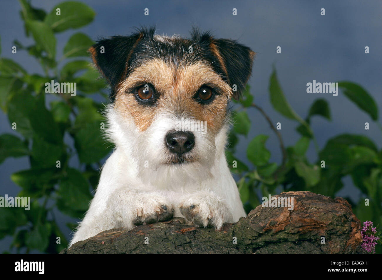Parson Russell Terrier Stock Photo Alamy