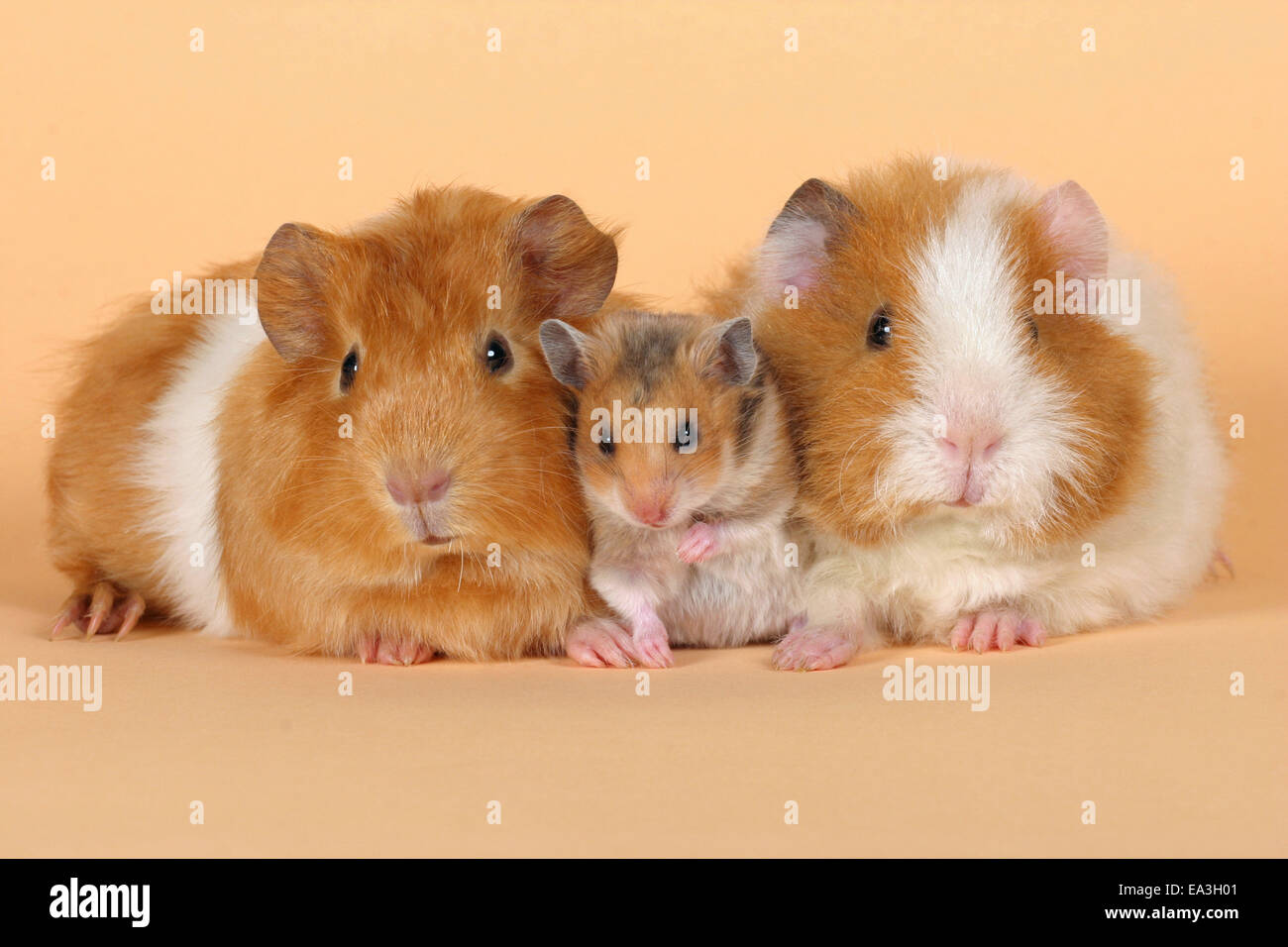 Hamster And Guinea Pigs Stock Photo Alamy