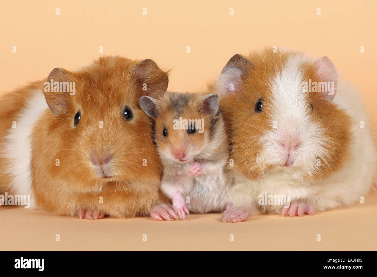 hamsters and guinea pigs