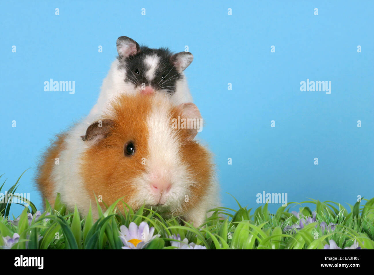 hamster and guinea pig Stock Photo Alamy