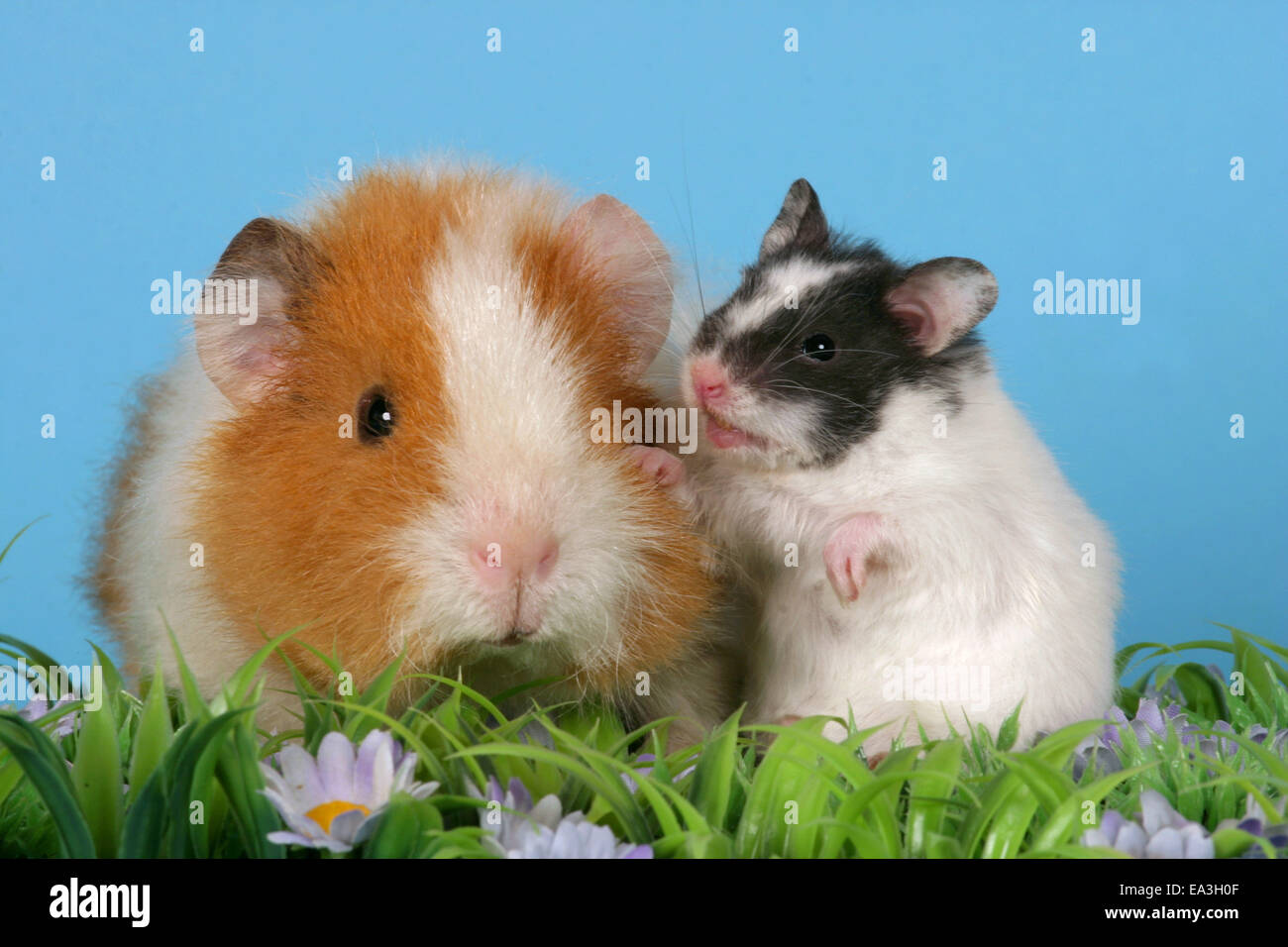 hamster and guinea pig Stock Photo Alamy