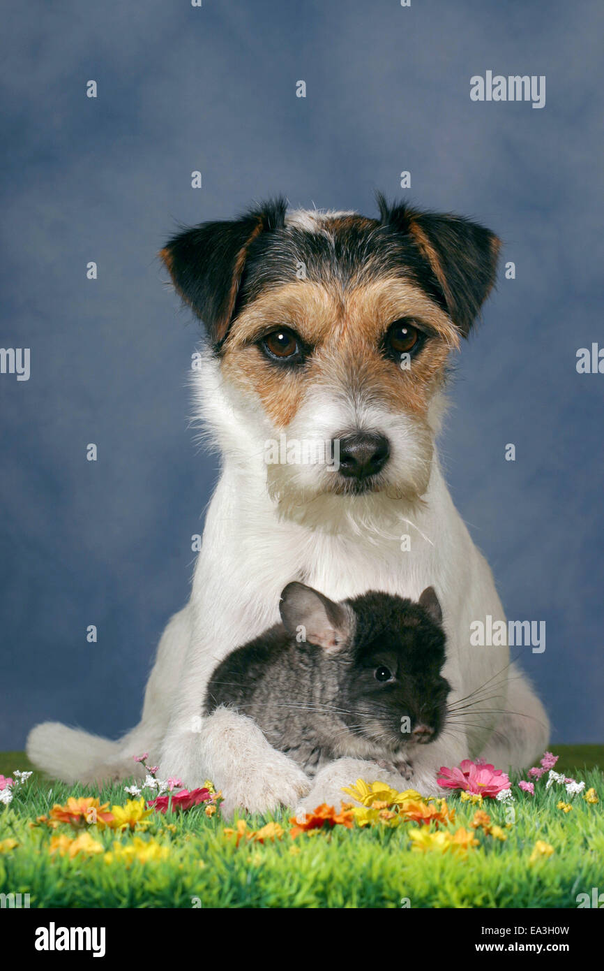 dog and - Alamy
