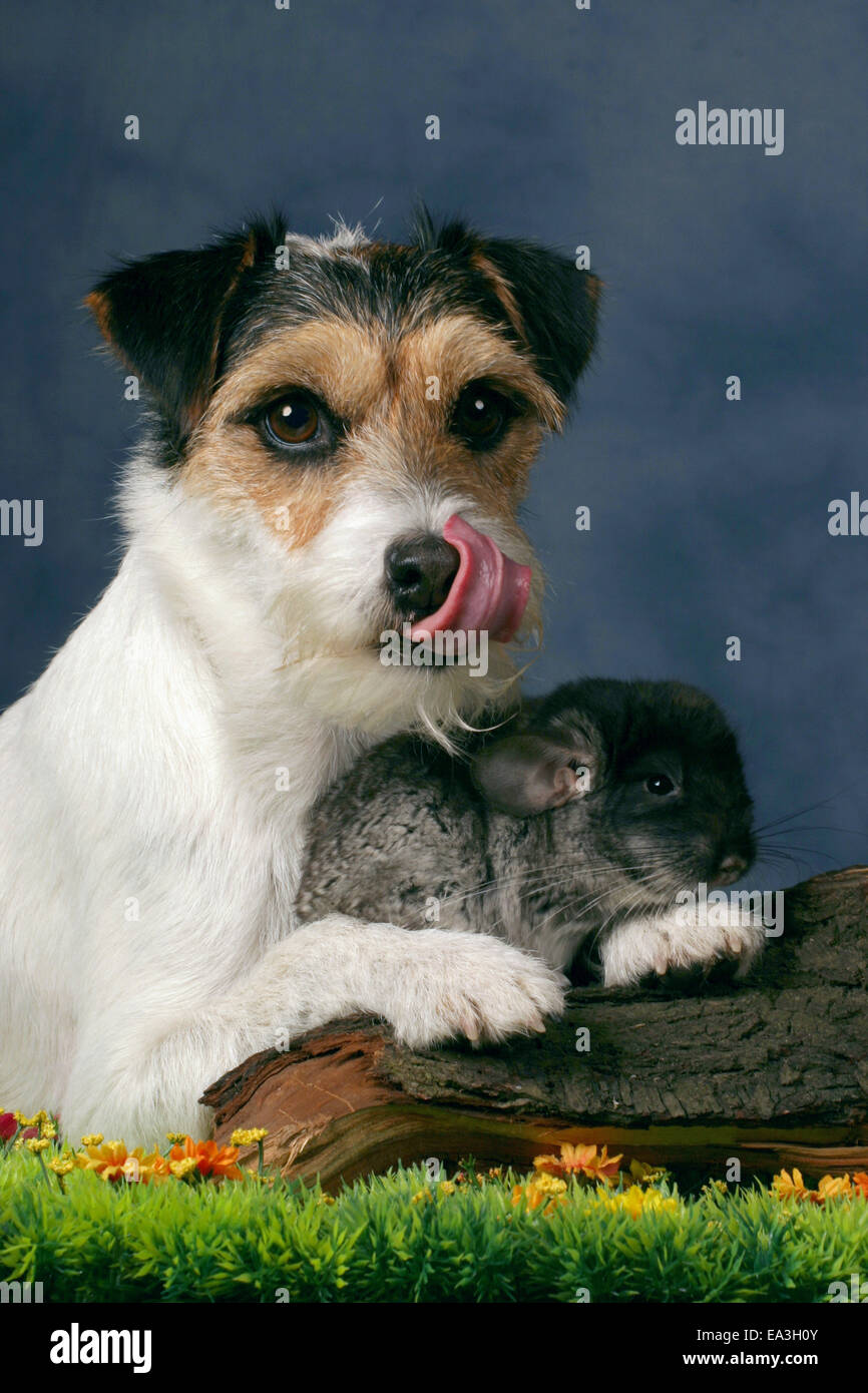 dog and chinchilla Stock Photo - Alamy
