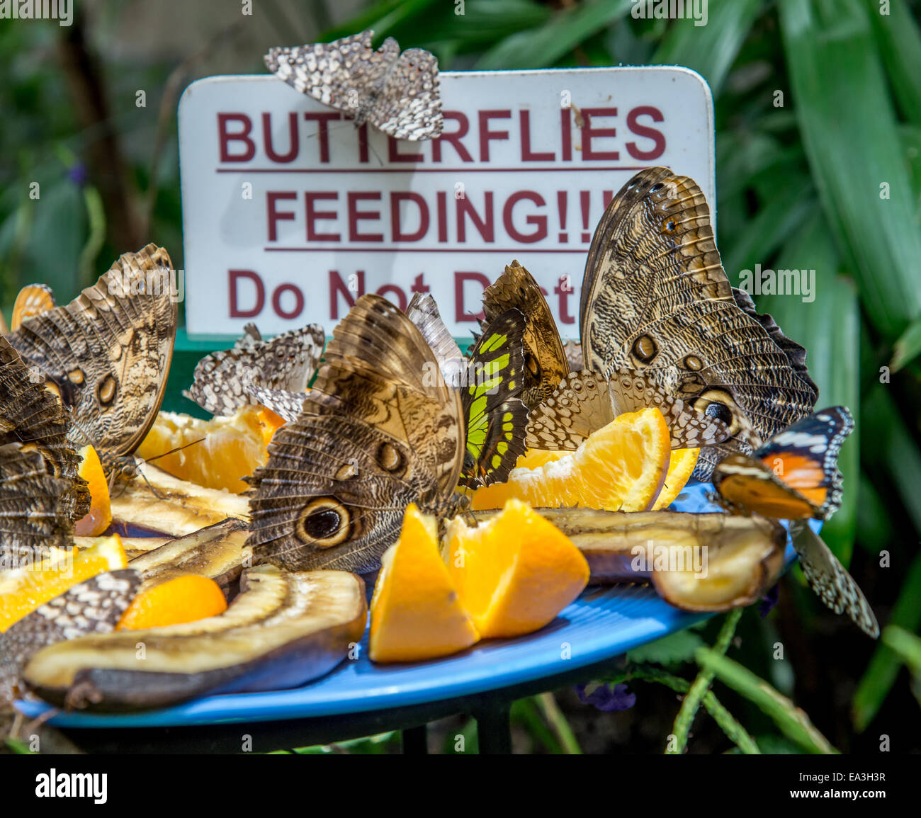 Close up of butterflies hires stock photography and images Alamy