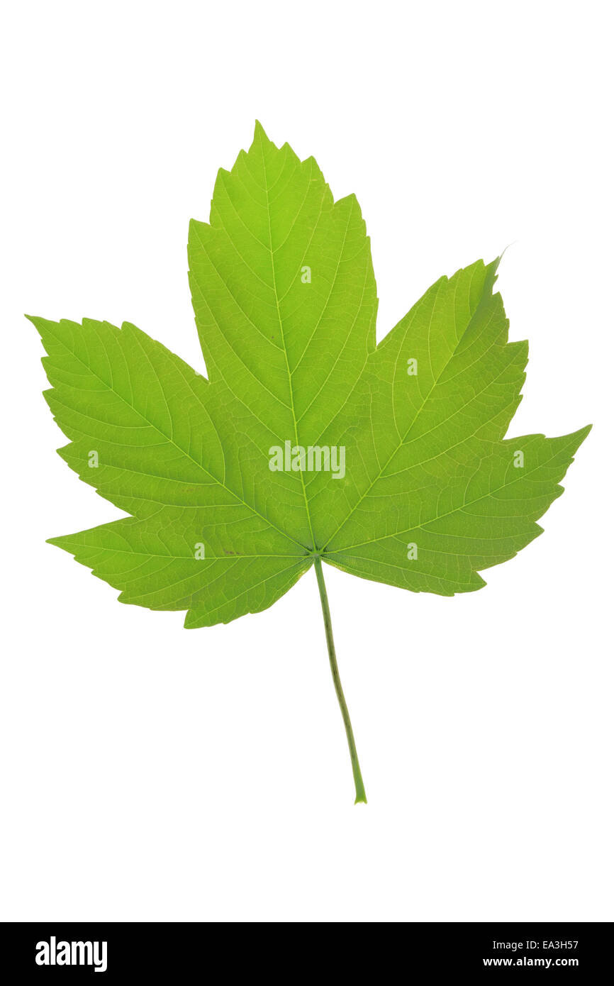 Maple leaf Stock Photo