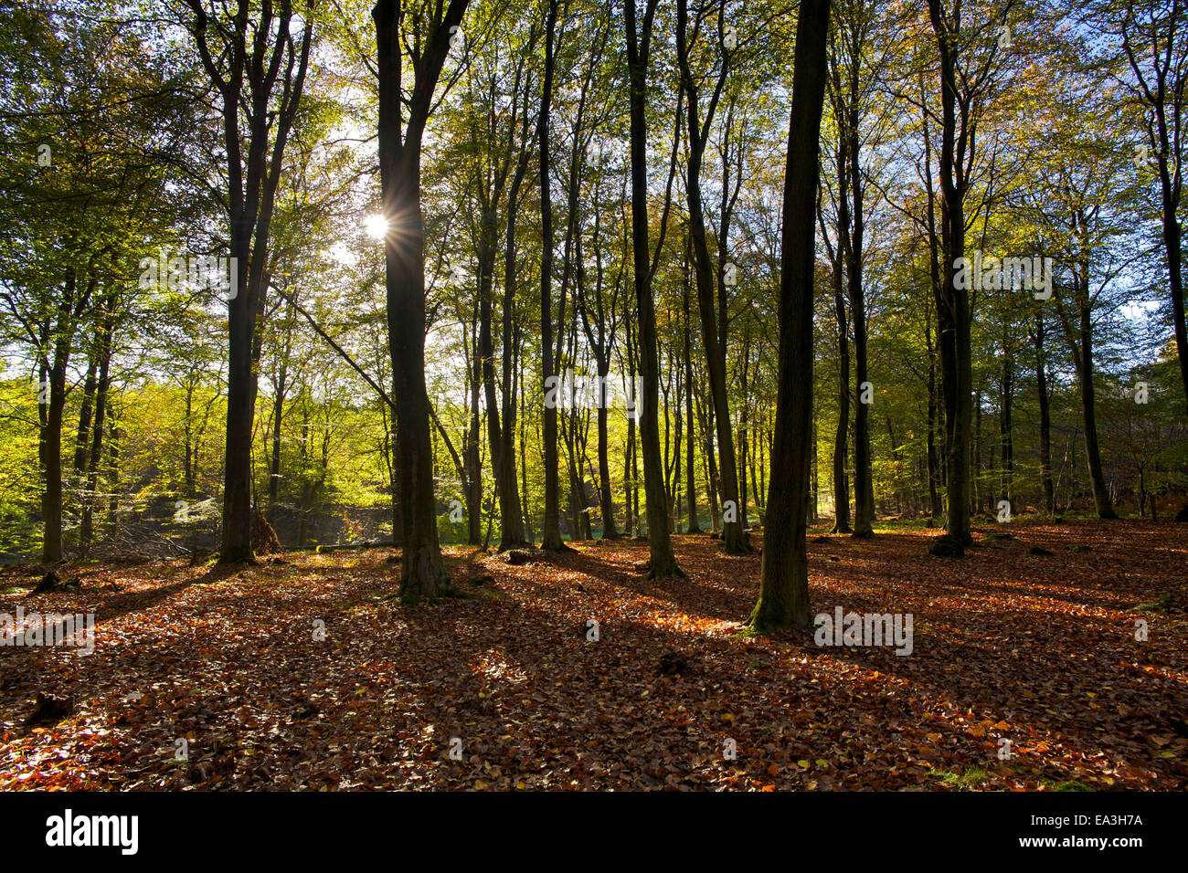 Kings Wood near Challock, Kent, UK 6th November 2014. UK Weather ...