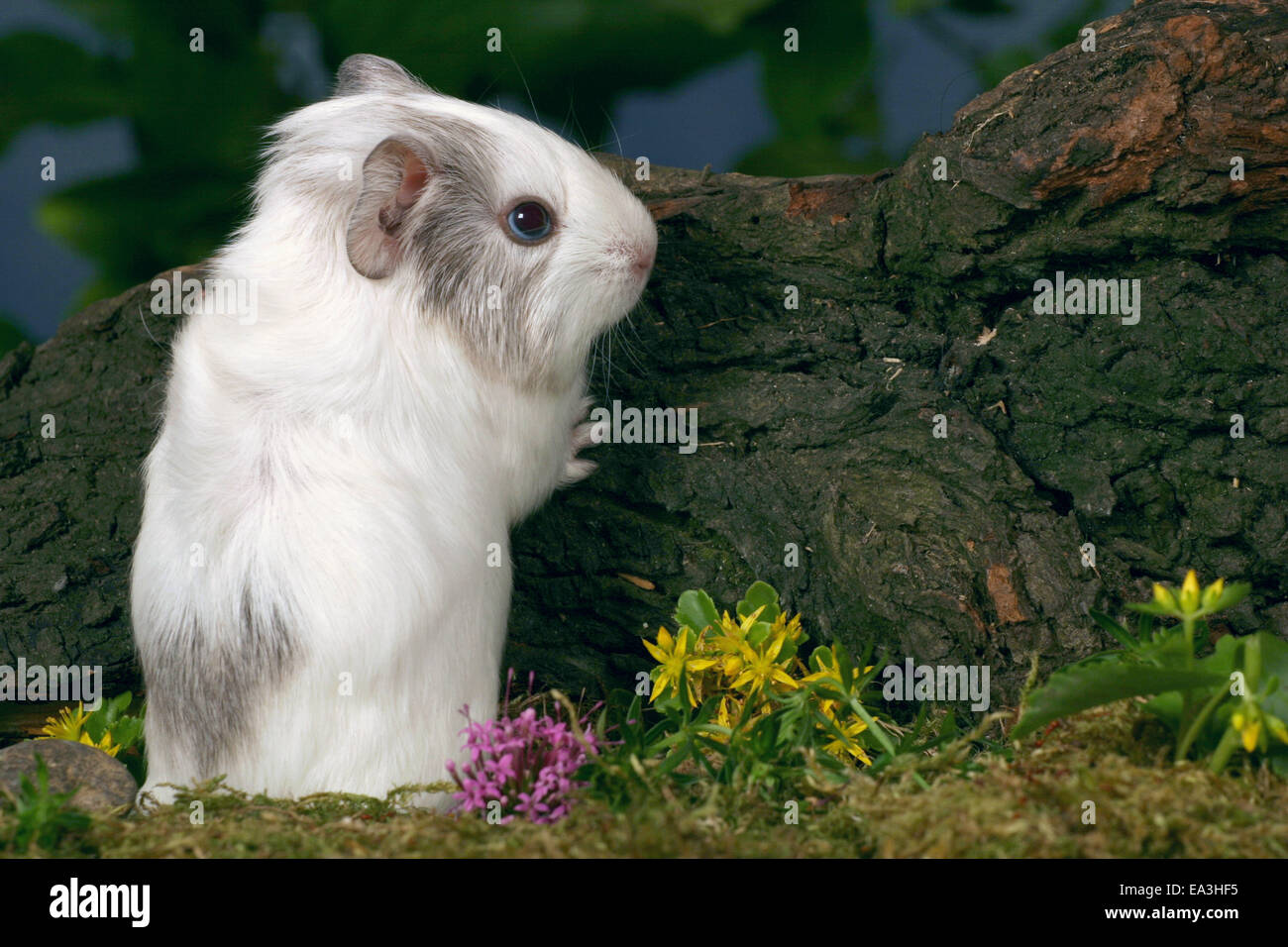 Ridgeback hotsell guinea pig