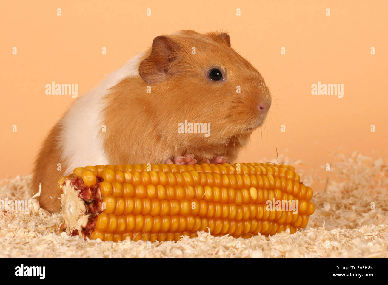 Corn cob bedding outlet for guinea pigs