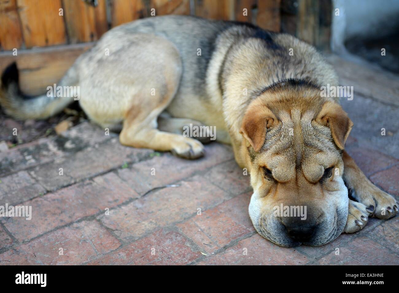 Shar image hi-res stock photography and images - Alamy