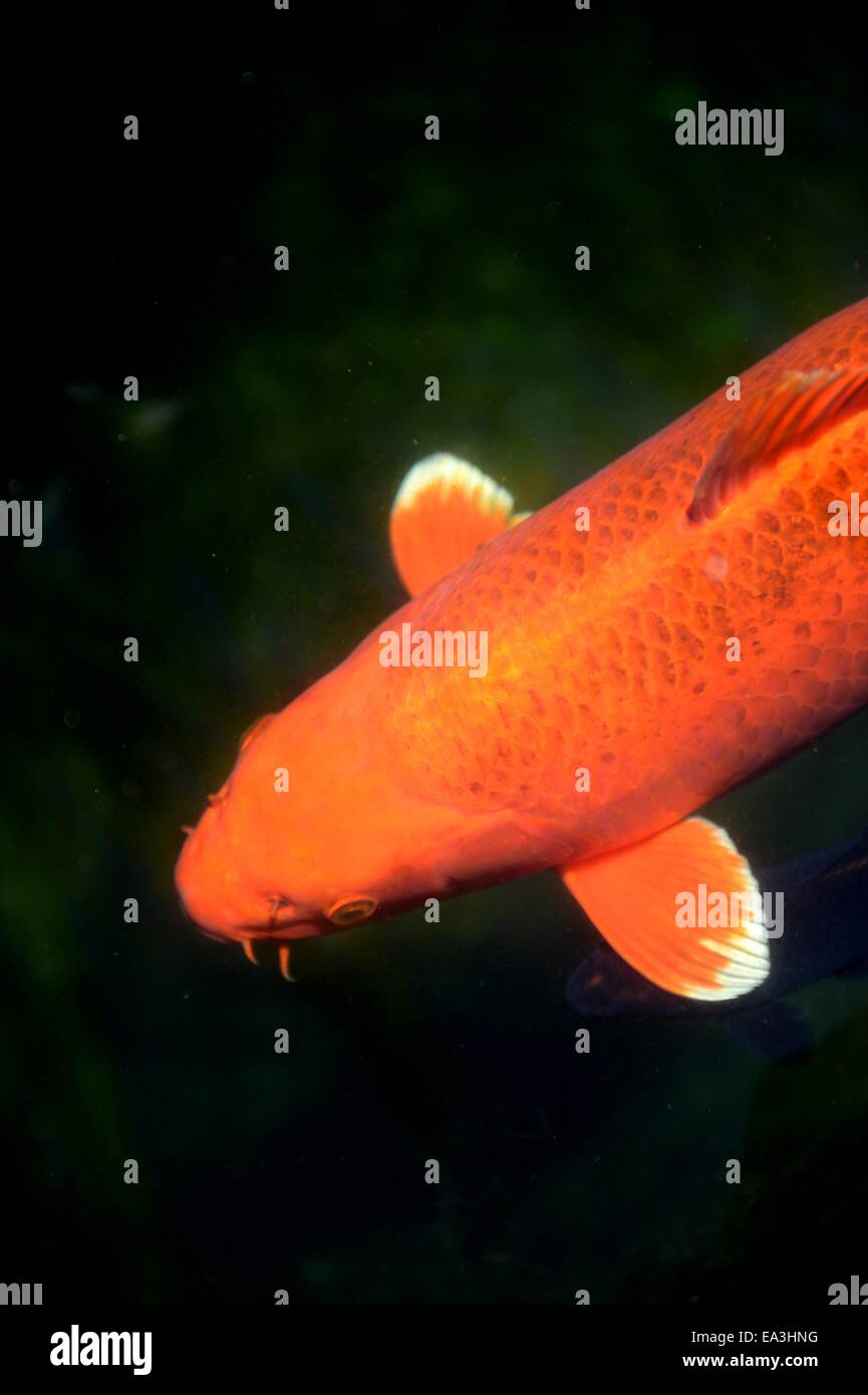 Koi Carp Fish Stock Photo Alamy