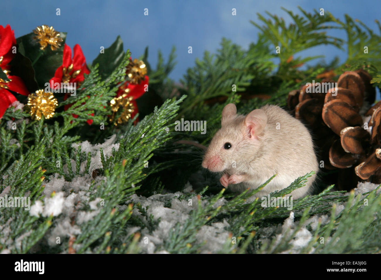 Tree mouse hi-res stock photography and images - Alamy