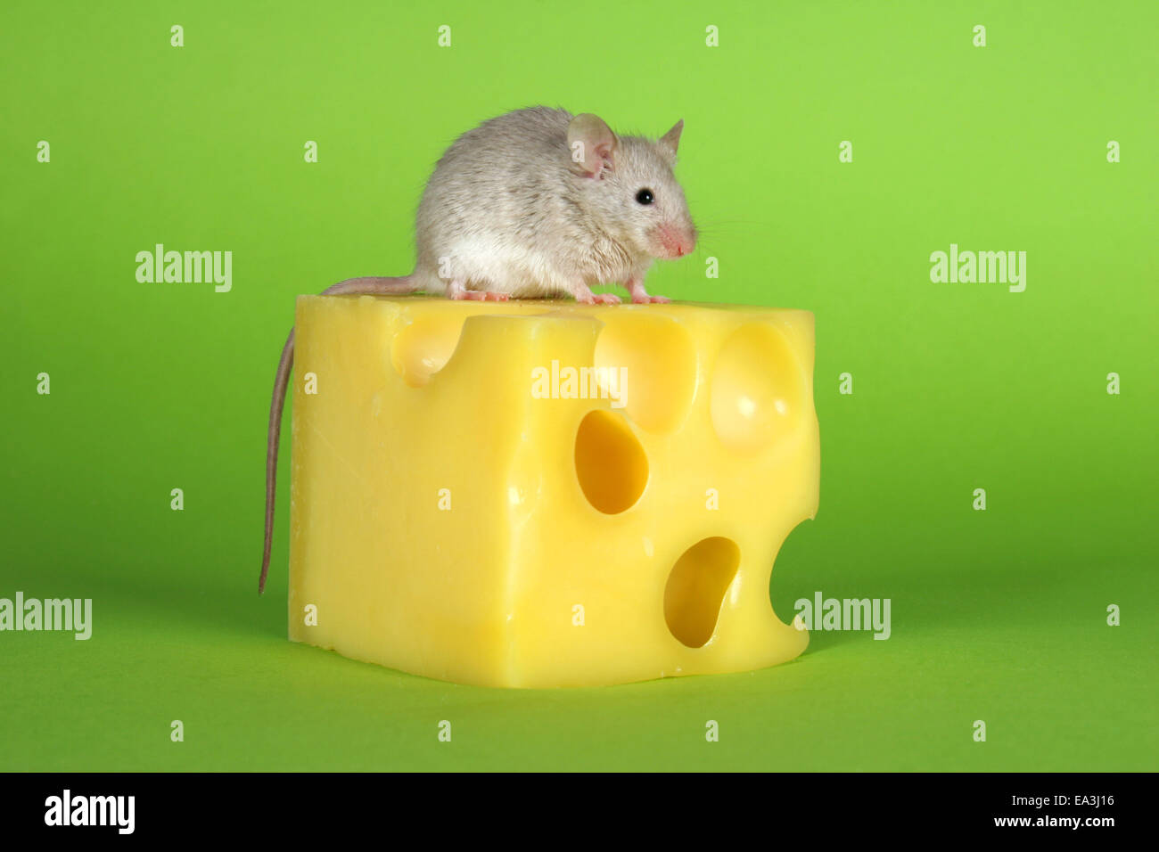 mouse with cheese Stock Photo