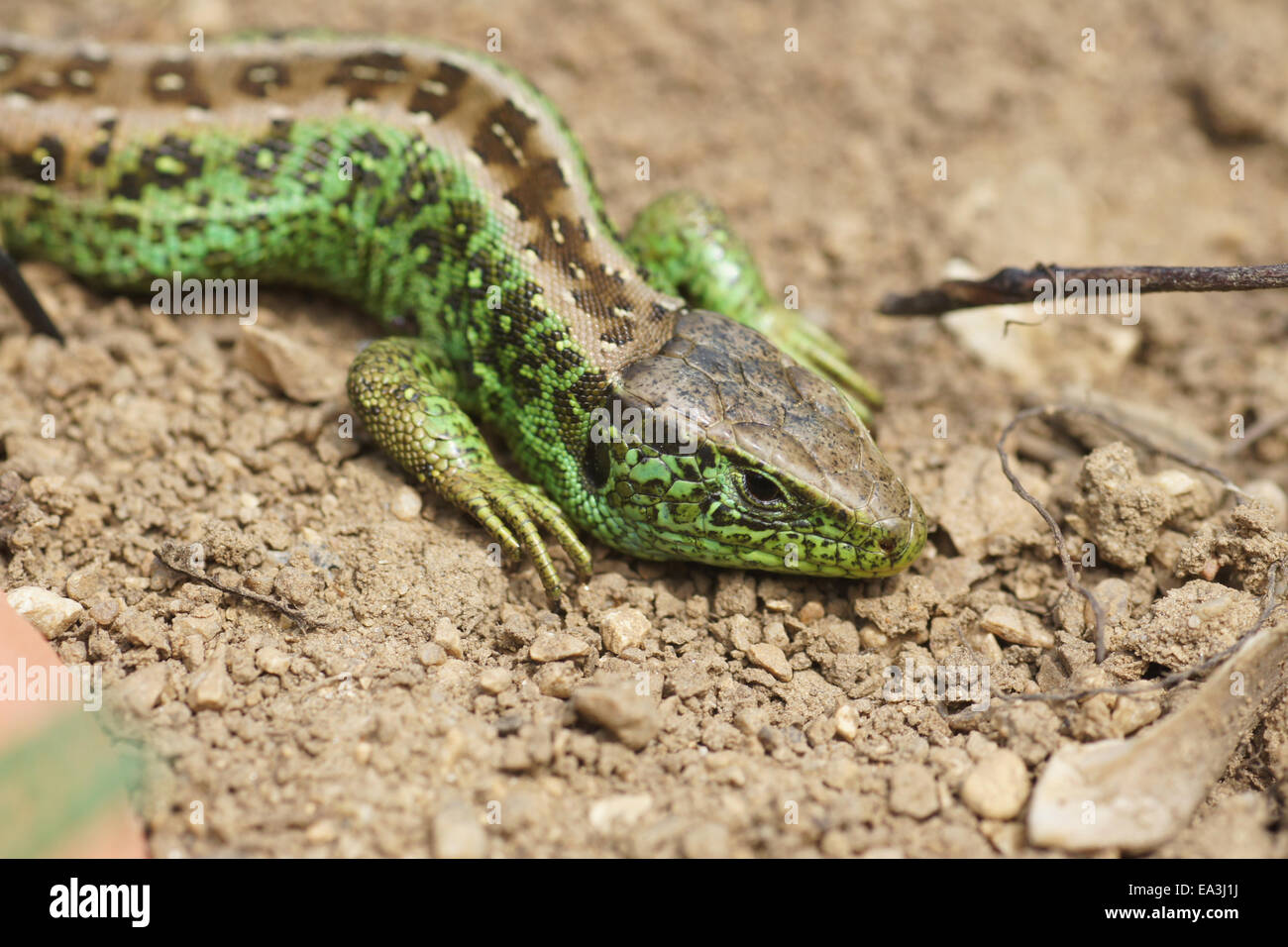 Lizard sand lizards hi-res stock photography and images - Alamy