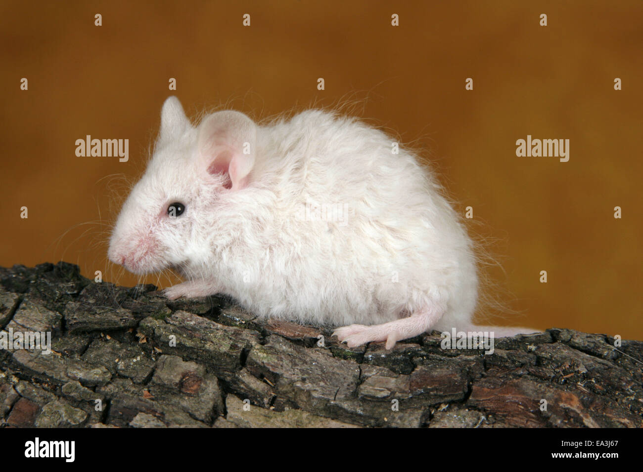 white curled mouse Stock Photo Alamy