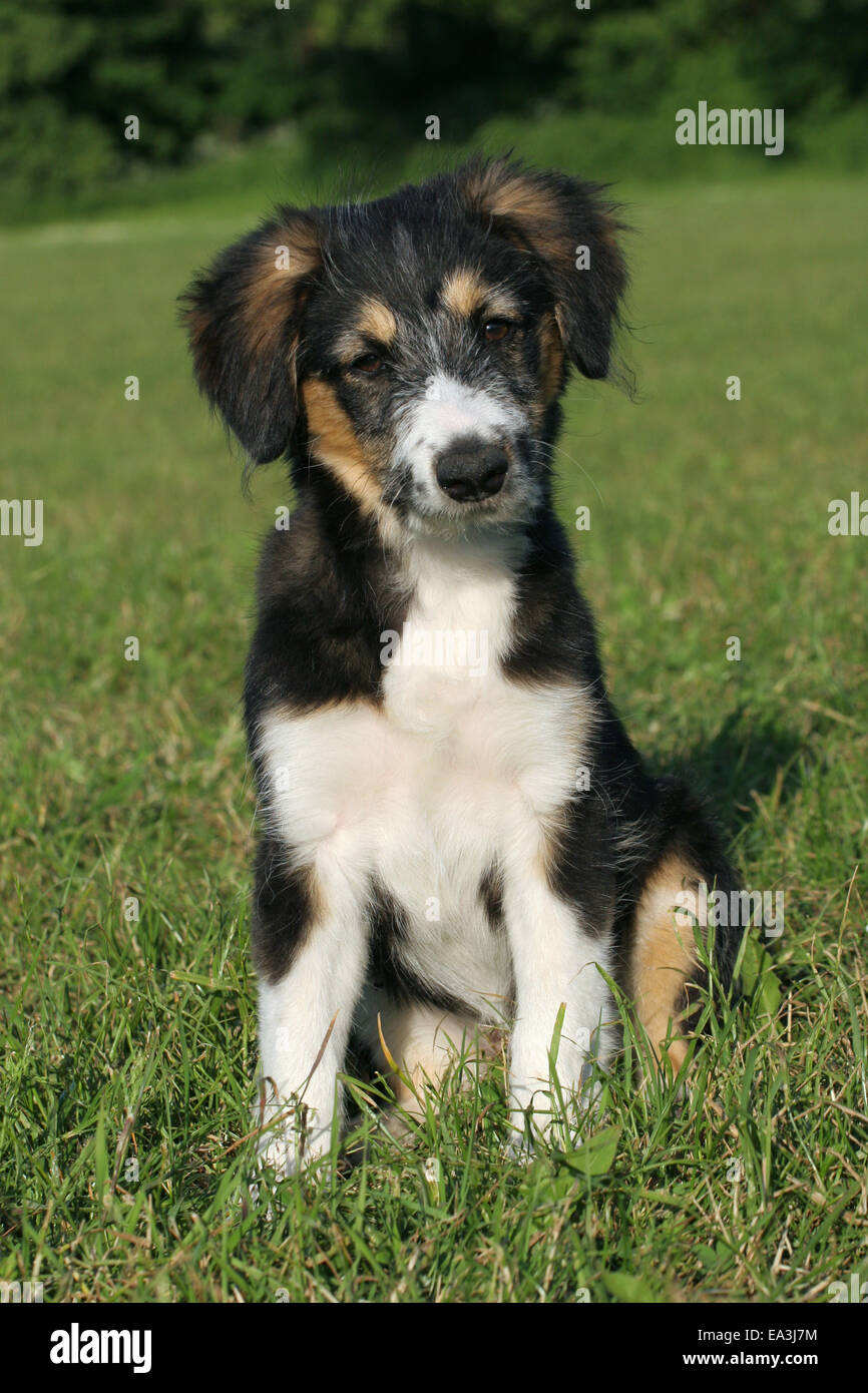 royal canin intense hairball