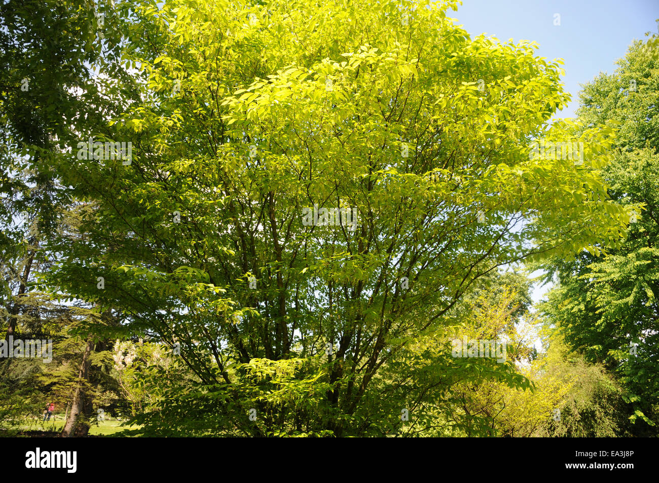 Hornbeam maple Stock Photo