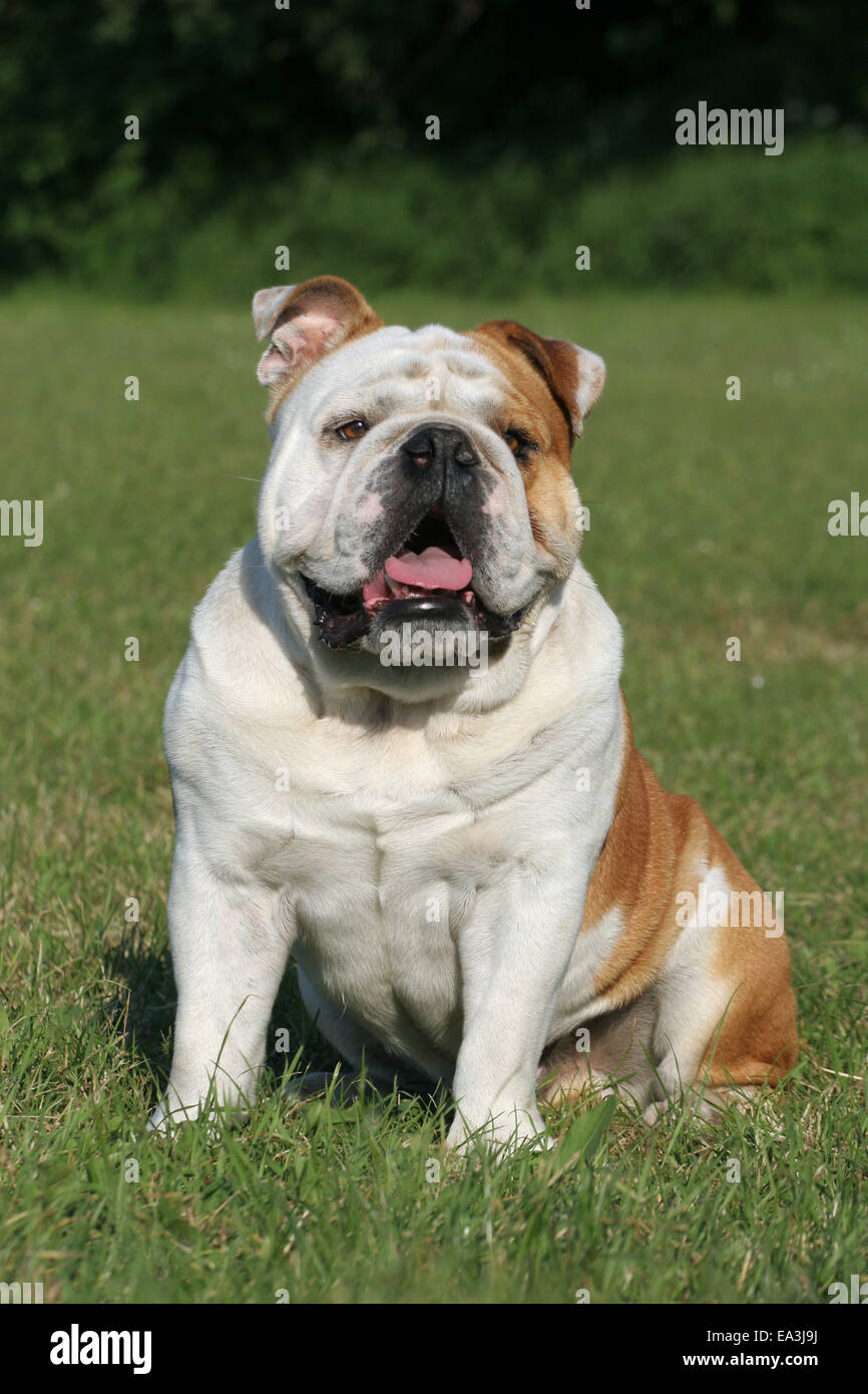 How Much Should I Feed My Olde English Bulldog