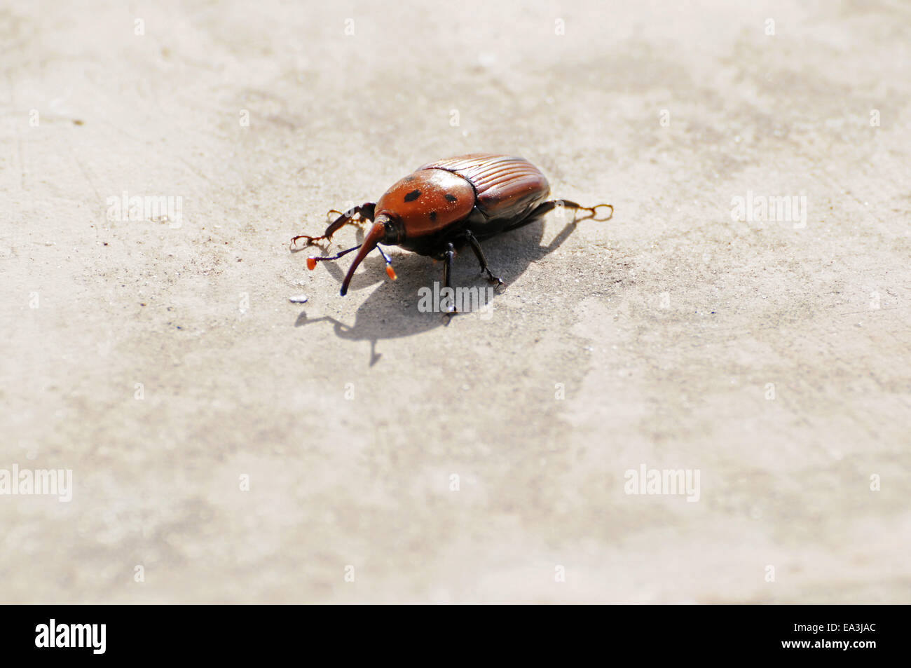 Red palm weevil, vermin, Altea, Spain Stock Photo