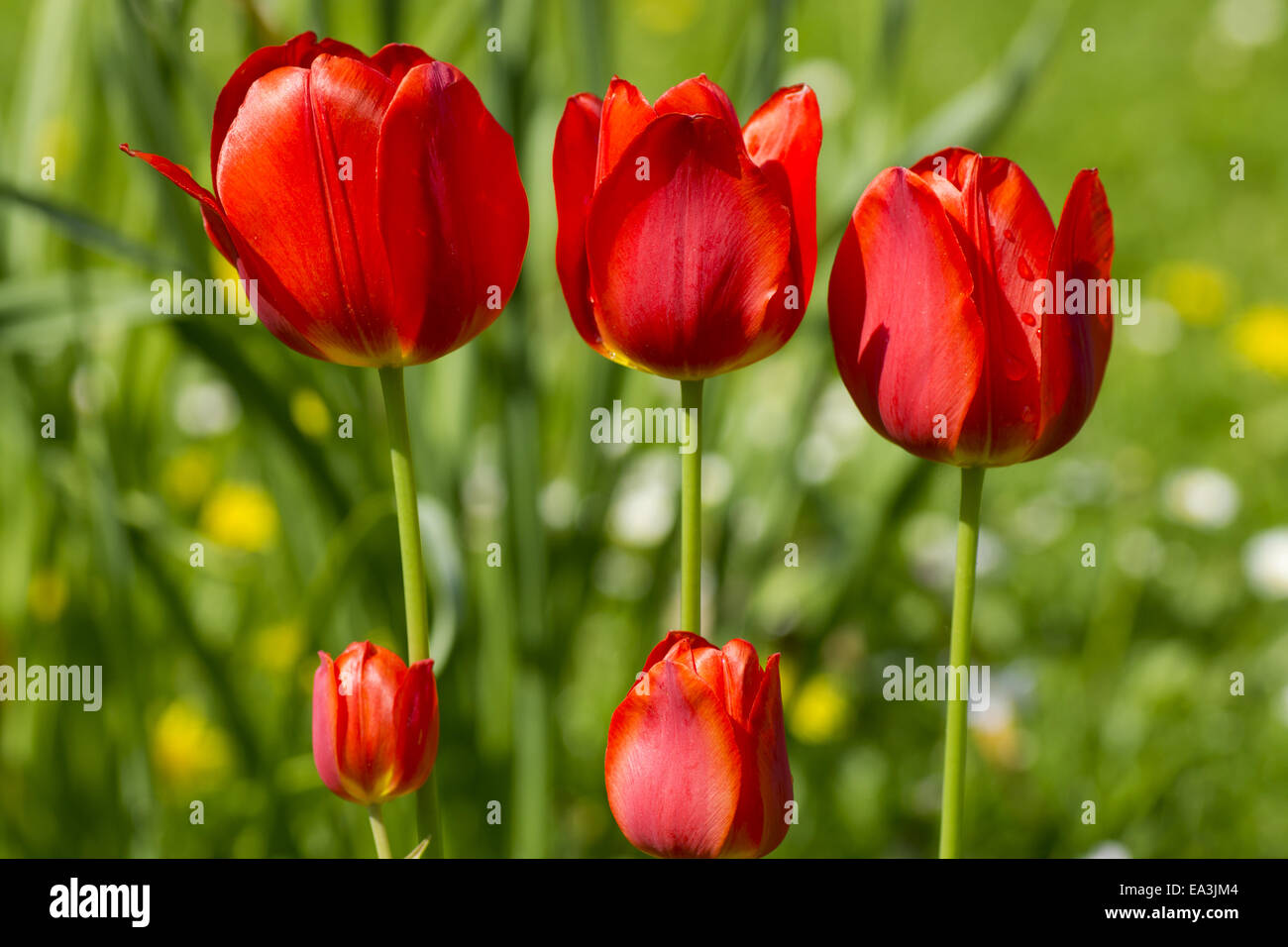 5 red tulips Stock Photo