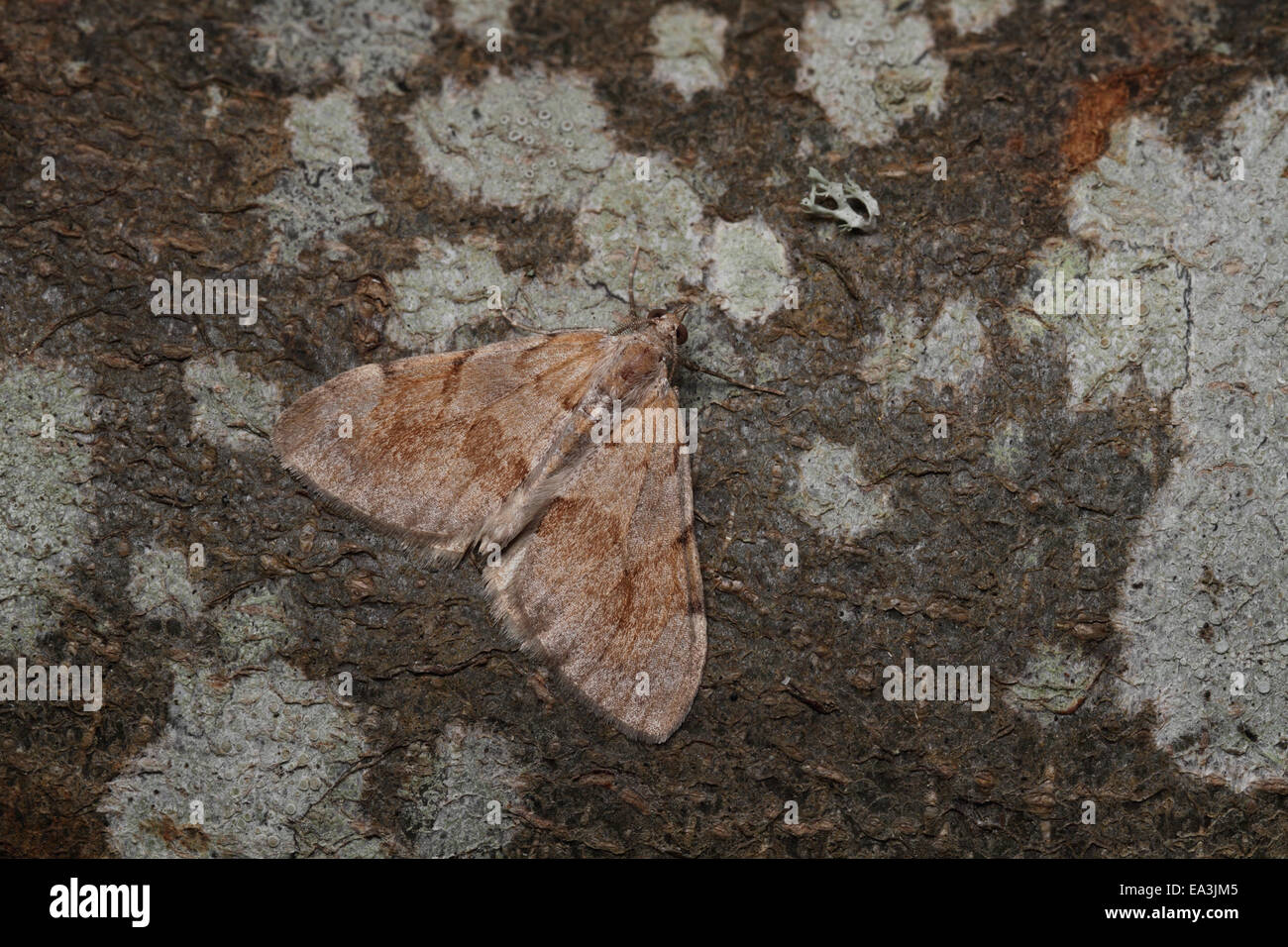 Pine Carpet Moth, thera firmata Stock Photo