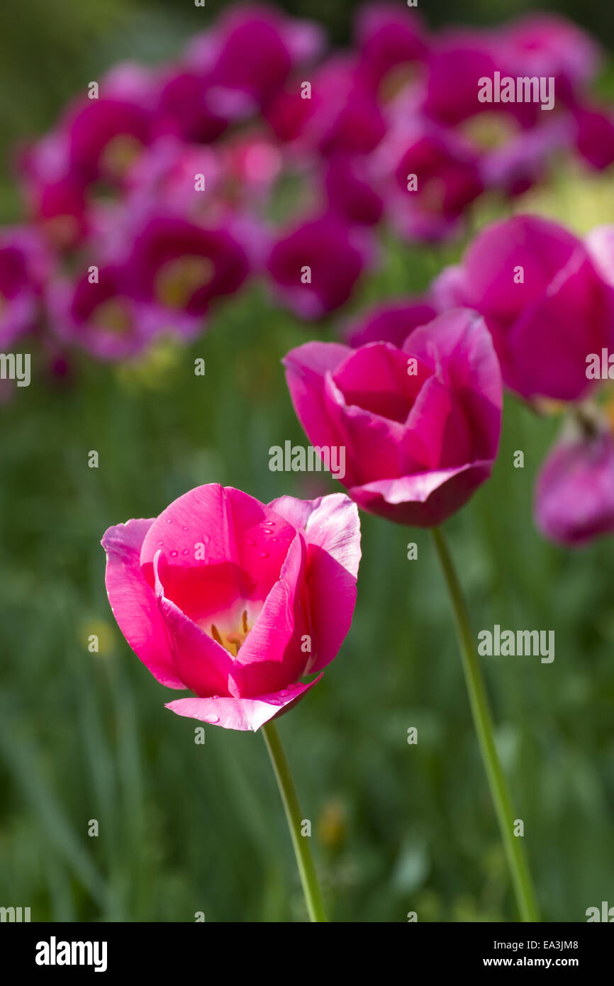 Pink tulips Stock Photo