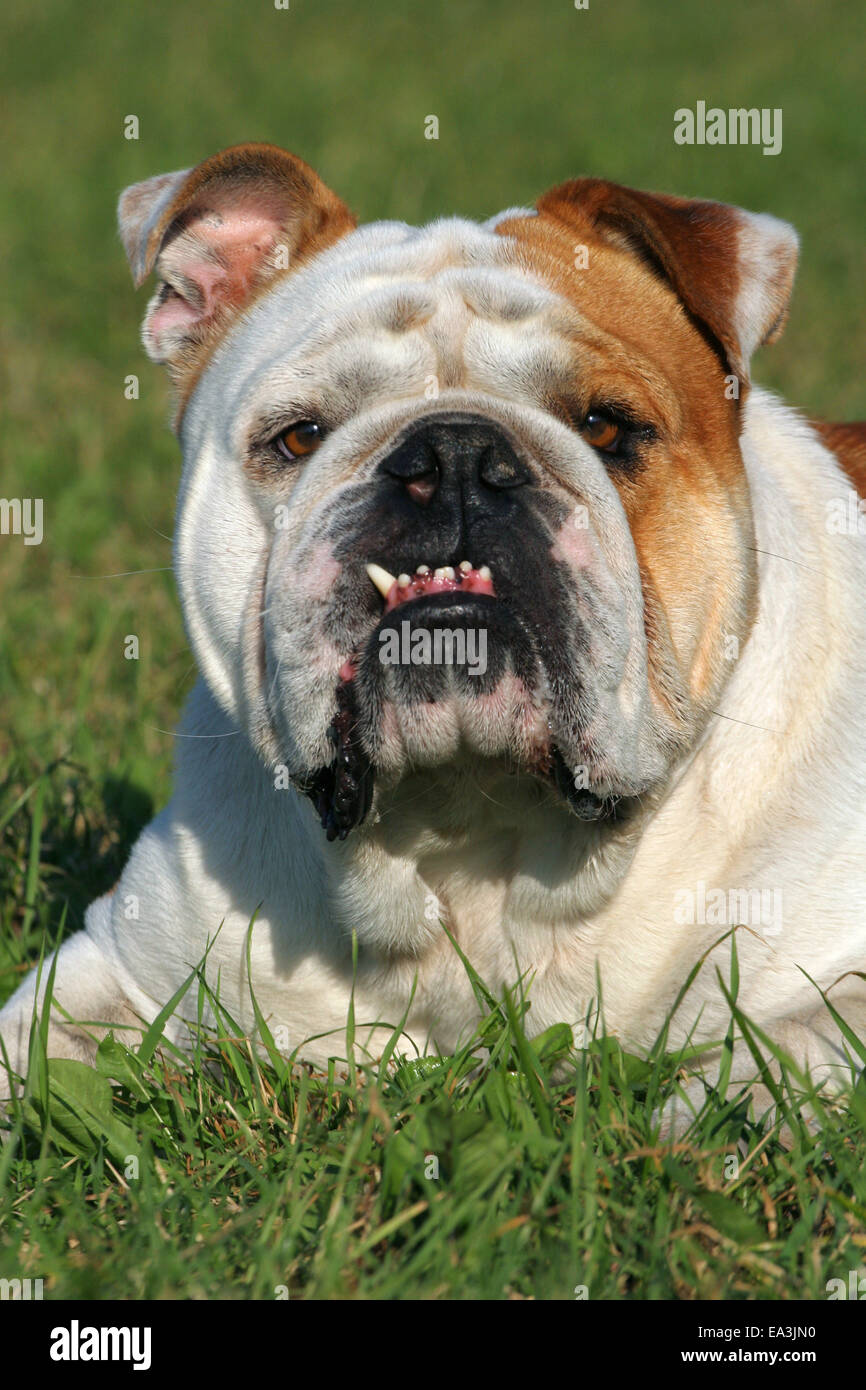 English Bulldog Stock Photo