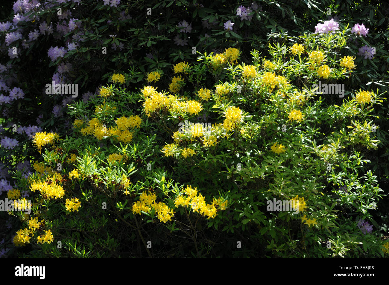 Yellow azalea Stock Photo