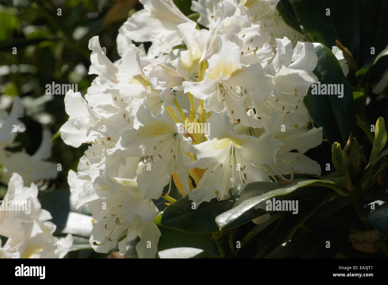 Rhododendron catawbiense Cunninghams White Stock Photo - Alamy