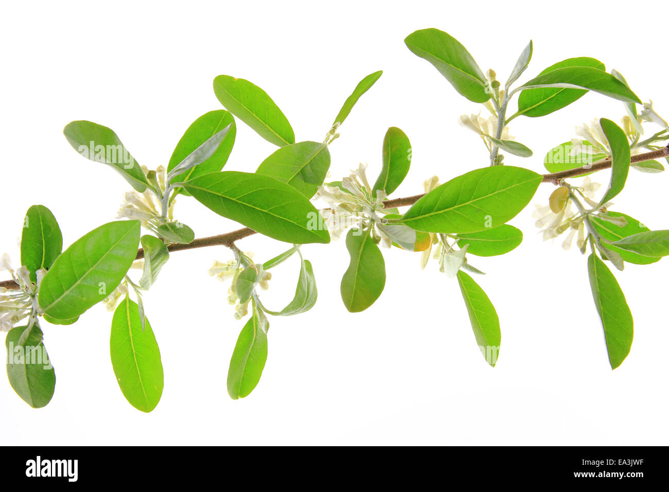 Silver berry (Elaeagnus) Stock Photo