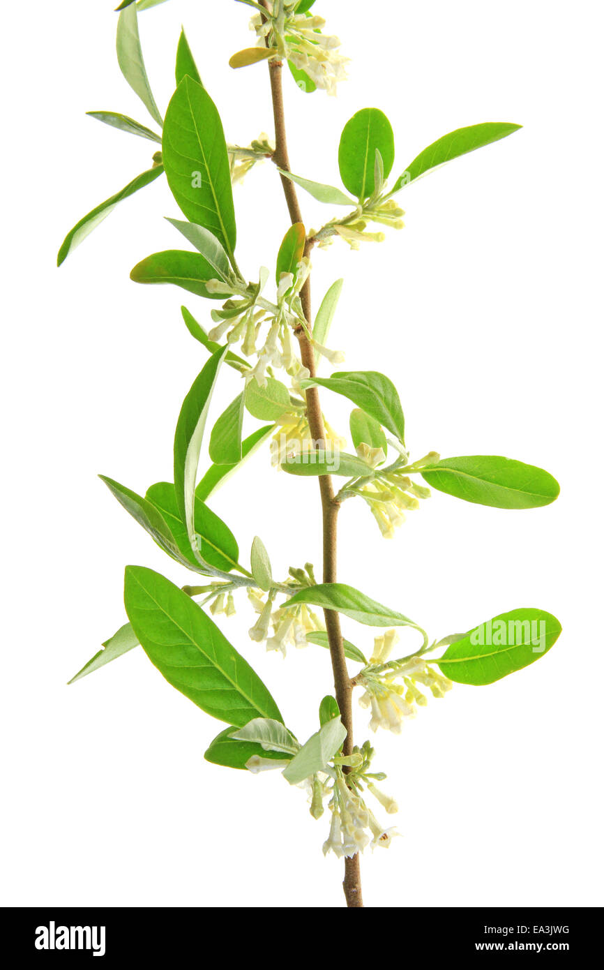 Silver berry (Elaeagnus) Stock Photo