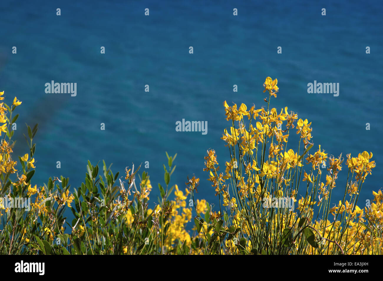 Flowers by the sea Stock Photo Alamy